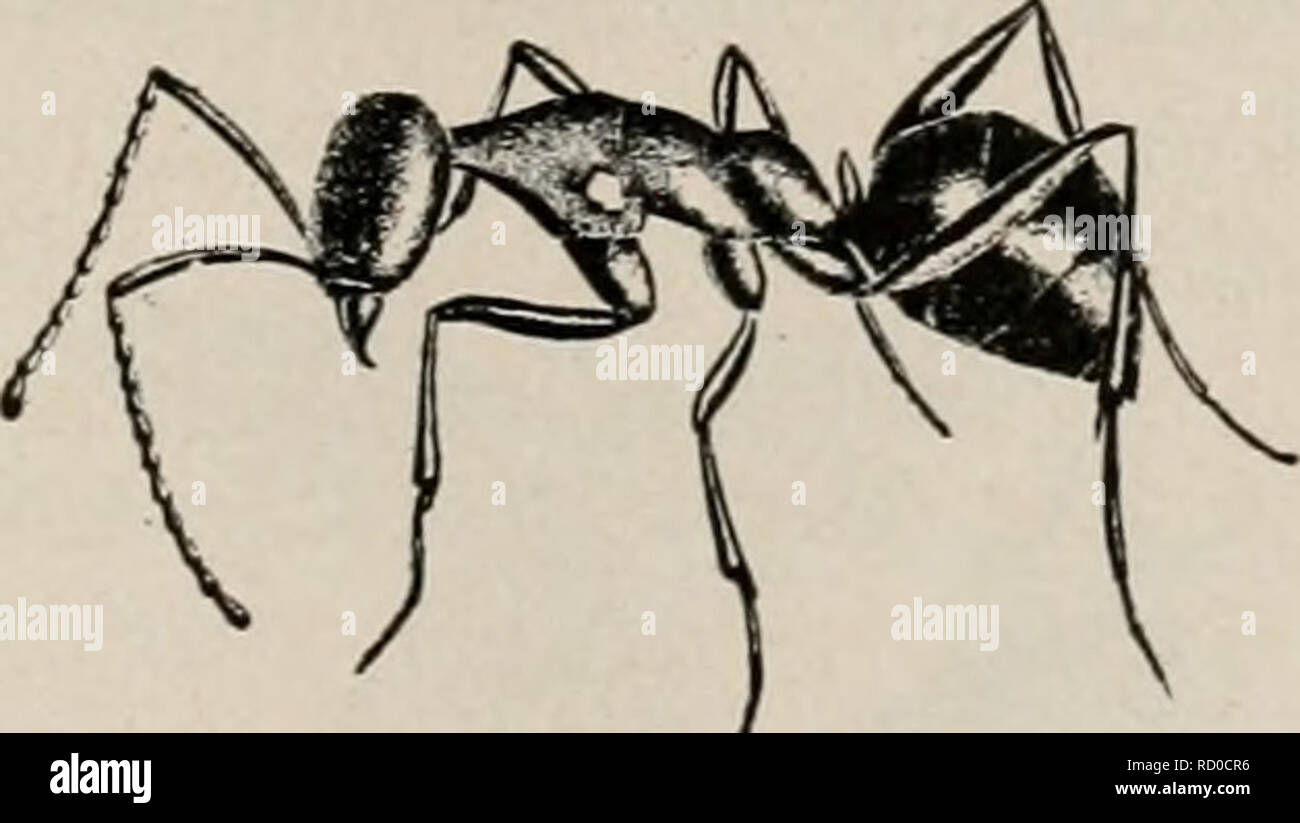 Libro De Texto Elemental De Zoologia Y Entomologia Economica