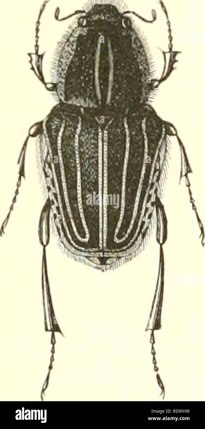 . Encyclopédie d'histoire naturelle; ou, traité complet de cette ciencia d'après les Travaux des naturalistes les plus éminents de tous les pays et de toutes les époques: Buffon, Daubenton, LacéPí¨de Cuvier, G., F. Cuvier, Geoffroy Saint-Hilaire, Latreille, De Jussieu, Brongniart, etc. Historia Natural -- Diccionarios. Kiir. 5- nlfs Ainiit'r'I' .â < ;'ioïCMÂ"H. f^âm^. Por favor tenga en cuenta que estas imágenes son extraídas de la página escaneada imágenes que podrían haber sido mejoradas digitalmente para mejorar la legibilidad, la coloración y el aspecto de estas ilustraciones pueden no parecerse perfectamente a la obra original. Foto de stock