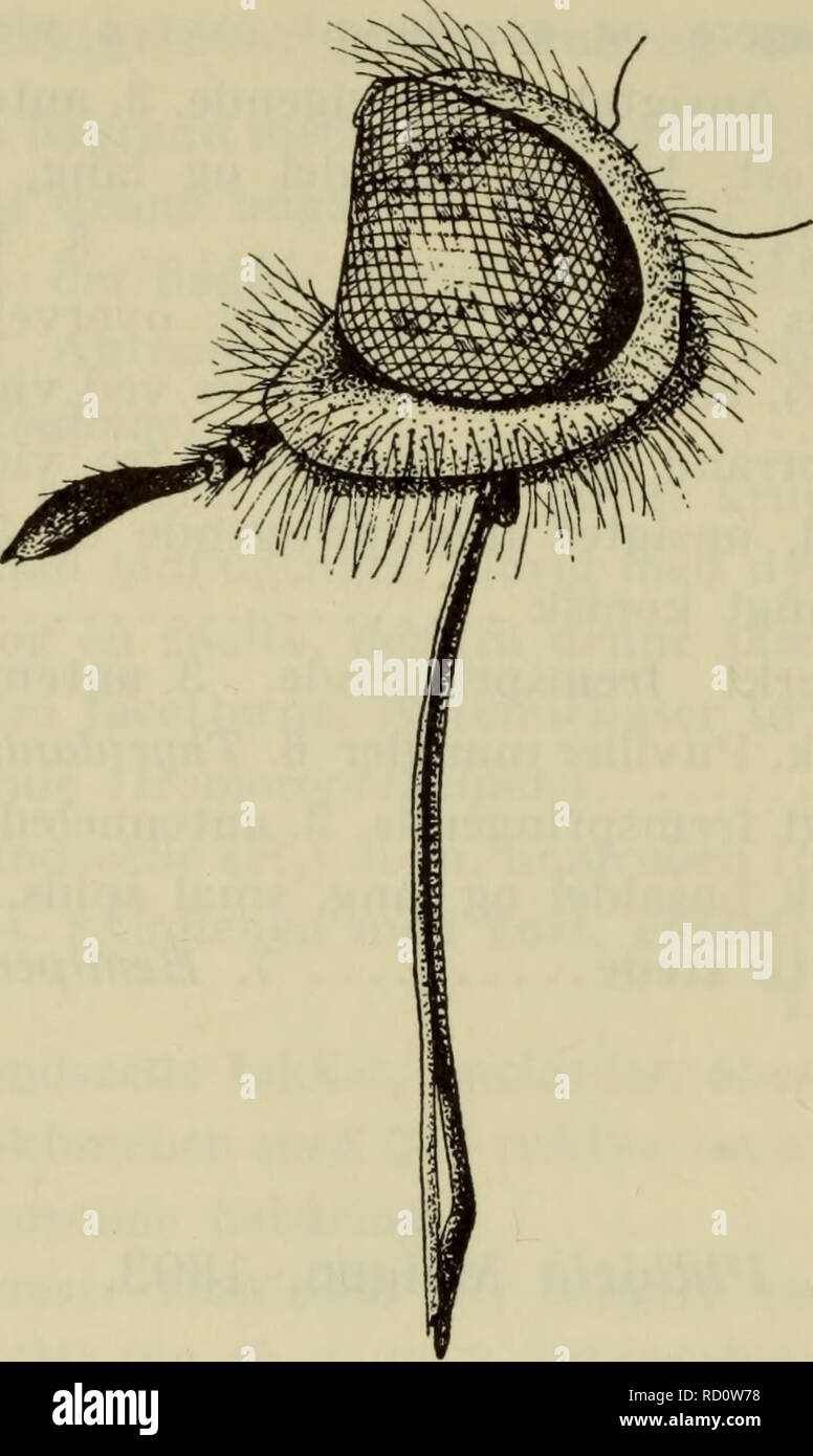 Danmarks fauna; illustrerede haandbøger más Den Danske dyreverden... 12.  Fig. 4. Hoved i profil af Phthiria pulicaria Mikan &LT;S. (Orig.). Og  Blåmunke. Er ikke kendt Udviklingen. Der er Fra det palaearktiske