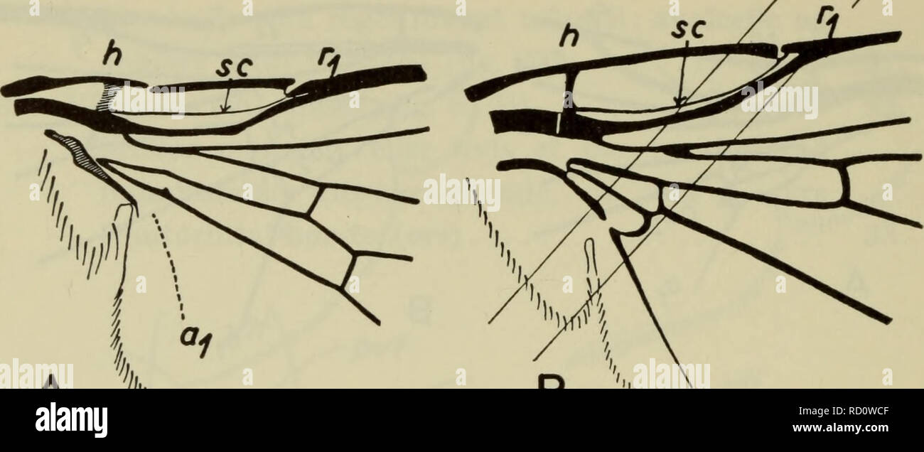 . Danmarks fauna; illustrerede haandbøger más Den Danske dyreverden... . 60 una "V""" B - A, Fig. 64. Af Vinger A. Meoneura obscurella caída. (Og) Milichiidae B. Odiniidae Neoalticomerus formosus (Loew), de un linier skrå- dador en svaghedszone i vingen. (Hennig). Ved børste Skinneben uden dorsal spidsen. Bolsa - med kroppen 6 normale led; det 7. LED danner en ikke indtraekkelig skede omkring laeggerøret 55. Minérfluer, Agromyzidae. ^^J^ Si -re_ , /Y...J ^--...^ _ _ X.--- B _. Fig. 65. Af Vinger A. Paralimna cinerella Hend. (Og) Ephydridae B. Camilla glabra caída. (Camillidae). (Hennig). 37. Første Foto de stock