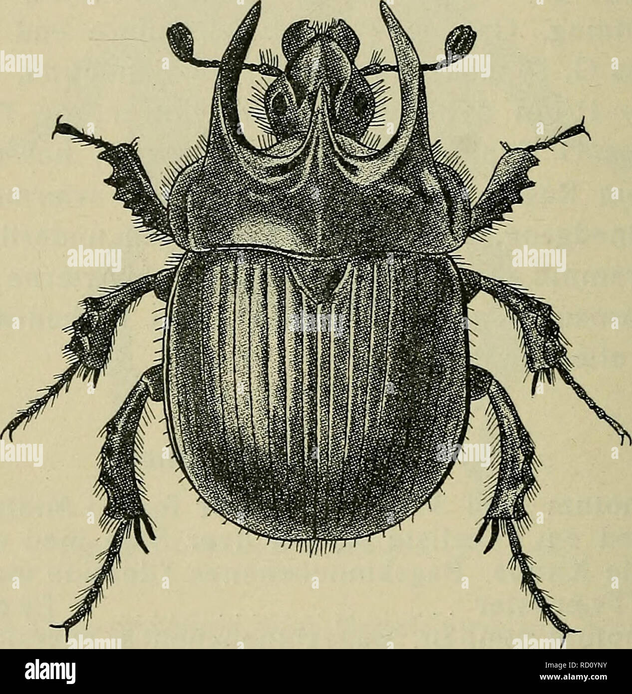 . Danmarks fauna; illustrerede haandbøger más Den Danske dyreverden... 78 4. Med 9 Punktstriber Vingedaekkerne Søm mellem og Skulderbule mutåtor. Med 7 Punktstriber Vingedaekkerne Søm Skulderbule mellem og 5. 5, Bugleddene langs Midten upunkterede og ube- haarede (med undertiden Undtagelse af sidste Bugleds spiniger Bagrand) 2.. Langs ogsaa Bugleddene Midten punkterede behaarede stercorårius og 3.. 1. G. (LJnderslaegt Ceratophyus Muls.) Typhoeus L. (Den trehornede Skarnbasse) (Fig. 25). Blankt ordenar, bajo- siden og Benene ordenar behaaret. Hovedet rynket-punkteret,. Fig. 25. Den trehornede Skarnbas Foto de stock