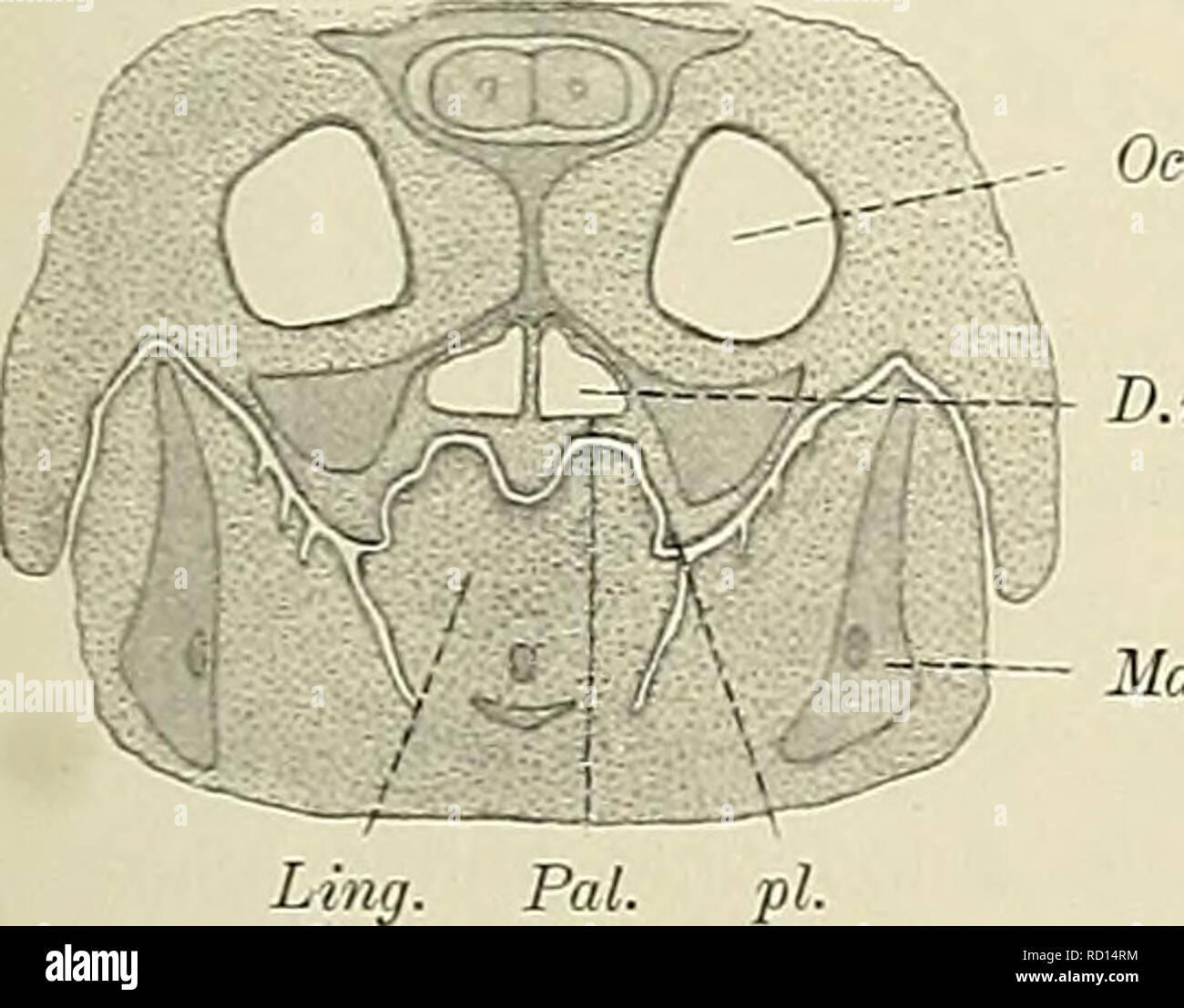 . Medicinisch-Naturwissenschaftlichen Denkschriften der Gesellschaft zu Jena. Unter den Cheloniern fand ich nur bei Testudo eine innige Fig. 17. Testudo graeca. Mundhöhlen- und Choane Beziehung zwischen Kehlkopf. Ob eine solche aber nicht dach, 1,5/1. Ap. ext. äussere Nasenöffhung, doch noch en weiterer Verbreitung besteht, müsste erst eine aus- pl. Die Choanen Umgrenzung des auf- nehmenden Feldes am Mundhöhlendach. Sonstige Bezeichnungen s. Erklärung zu Fig. 5- gedehntere Prüfung feststellen. Die Choanen laufen bei Testudo graeca, wie Seydel (1899) kürzlich beschrieben erst hat, zu ser Foto de stock