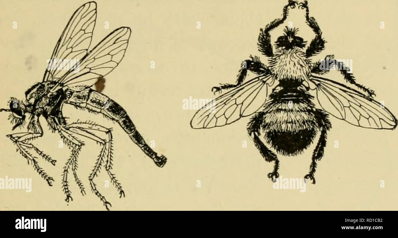 La Entomología elementales. La Entomología. Las moscas, mosquitos y  mosquitos 2^1. Fig. 364. Un ladrón-fly [Stenopogon inqninattis) y otro  {Dasylis soceata) parecido a un bumble-abeja. (Tamaño natural) (después de  Kellogg) la