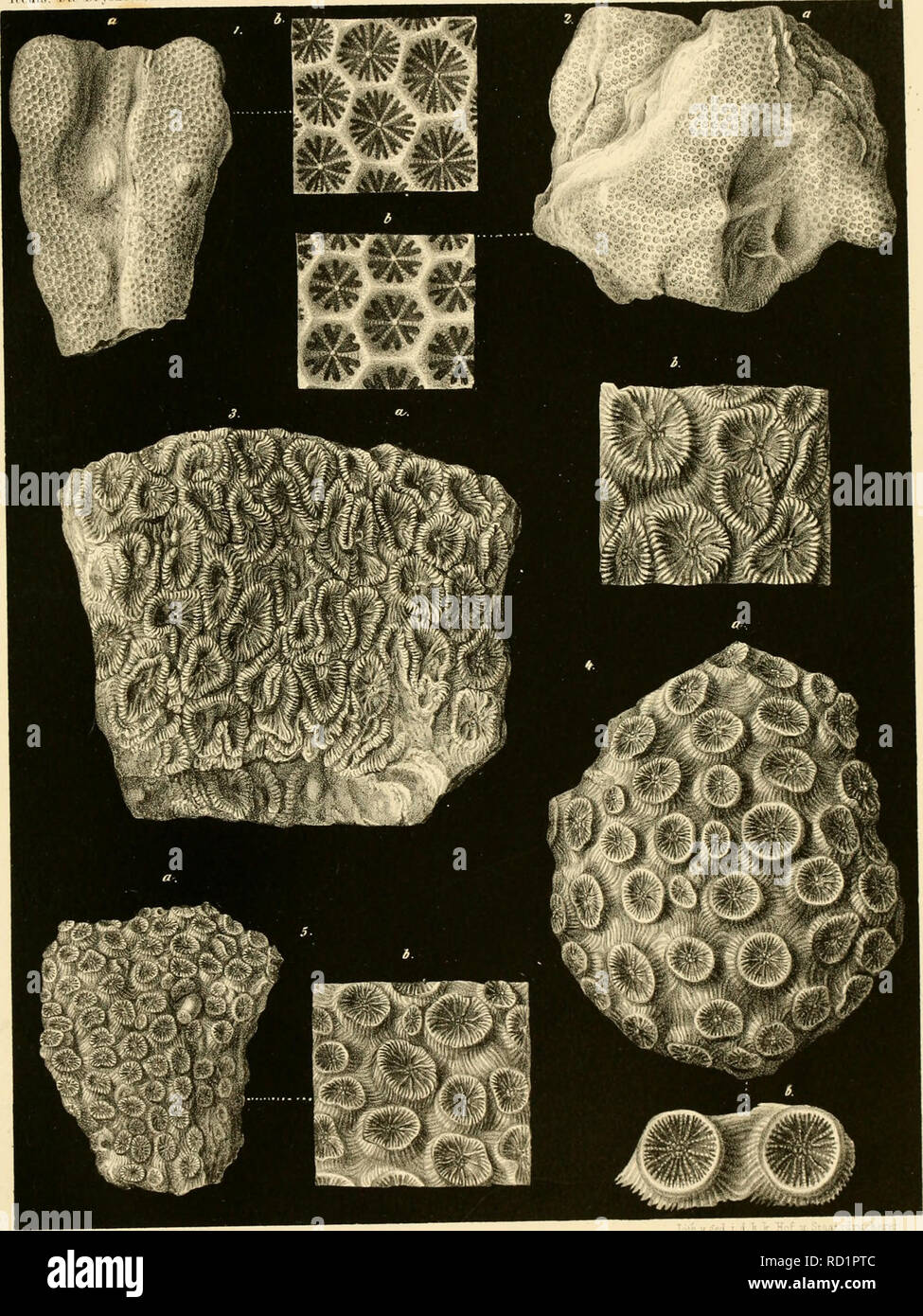 . Denkschriften der Kaiserlichen Akademie der Wissenschaften, Mathematisch-Naturwissenschaftliche Classe. Ili-illk, Dir lirvo/.dcii.Anllin/.oiMi iiiul l''(n-;imiiiHri<Mi ilcr nl.ITi'II N'iiiiiiinililoMsTliichl.-M viin Ohcriiiir'J'. Tiif '. :I lllat !;eü icUt'i :.U gca.I 4 R K.a / .l^w/AV//^/ /Â"/W" ,nl,<âu ',/,â;fn/^â /â". / /R-/>.â />â â.;. ,;Â,ârâs ,â. -I FF f>'ra.>,â ,n. ,1 Dnikschiirien k.ak^.1 WissoHsTlinKilliCMiiKilin id-w ('1, XXIII, lillÃü'I.. Por favor tenga en cuenta que estas imágenes son extraídas de la página escaneada imágenes que podrían haber sido mejoradas digitalmente para reada Foto de stock