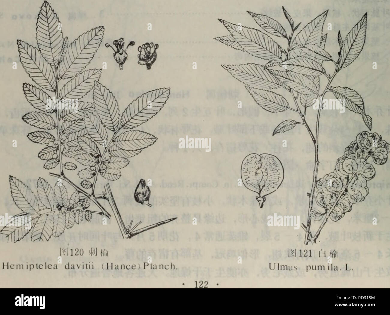 Da Lian Di Qu Zhi Wu Zhi Botanica Ae Aea A A ºc A Ae E a C C Aec Cº C A A C Ac E ººe Ae I C A A Ae Ae I Tnaa E A Ae A Ulmus L E A A Ae I C Cae I Aeae Cae C Ue Ae a Aºci 2ai C C Ei C E A C I E C Ae E Aeee E Ae E I A A