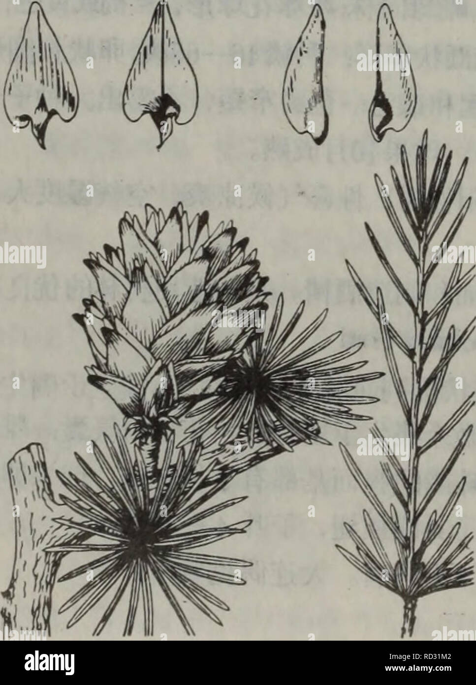 Da Lian Di Qu Zhi Wu Zhi Botanica F T T A Ae A I Aea A E Aekeºaec Ae Ci A C Aea E I Ja Ihoaeae A A I E 2 5 5ac I A 1 54ae C I A E A Eeµ Ea I A E Eeµ I Ae E Ae5 4ae Ae A Cº I Eeac Caea A Aeci C C I E A I E 6a 7 5ac I A 4 Rs Saei