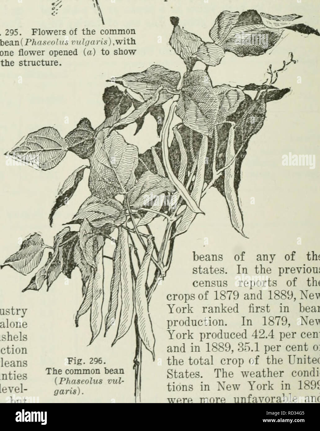 . Cyclopedia de cosechas agrícolas : una encuesta popular de cultivos y métodos de decisiones en los Estados Unidos y Canadá. Agricultura -- Canadá; Agricultura -- Estados Unidos; productos agrícolas -- Canadá; los productos agrícolas -- Estados Unidos. Fig. 295. Las flores de la política común de bea.n(Phi-,o nosotros ,i,ii,s con una flor abierta u') para mostrar la estructura. Los frijoles de alguno de los estados. En los censos anteriores informes de las cosechas de 1879 y 1889, Nueva York ocupa el primer lugar en la producción de frijol. En 1879, Nueva York preparó el 42,4% y en 1889, el 35,1 por ciento de la cosecha total de los Estados Unidos. Las condi- ciones climáticas en Nueva Foto de stock