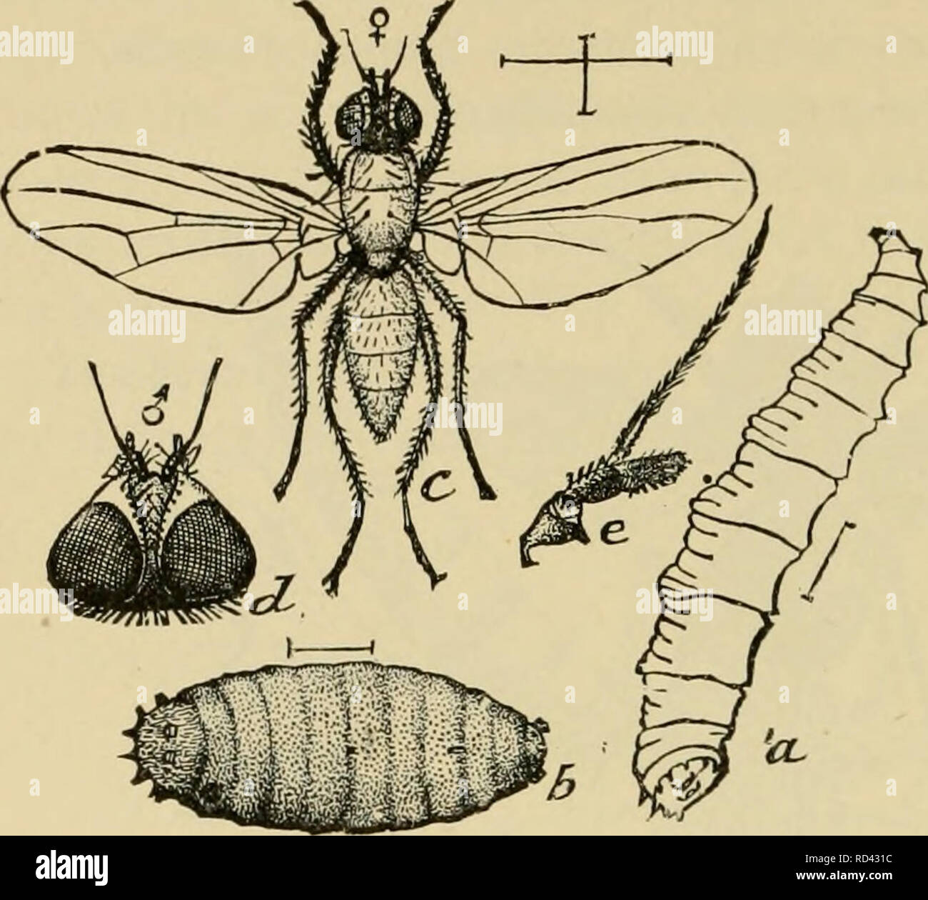 La Entomología elementales. La Entomología. 2 38 elemental la entomología  tachina-moscas están entre nuestros más insectos benéficos, sus huevos  blancos que se encuentran comúnmente en los cuellos de las orugas y