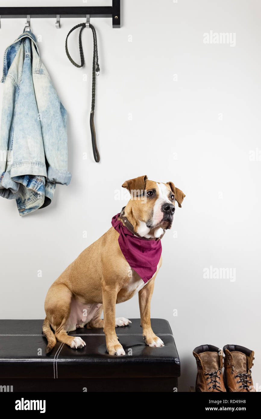 Perro sentado y esperando para un paseo en el hall de entrada. Staffordshire terrier cachorro en un pasillo de casa o piso preparándose para salir Foto de stock