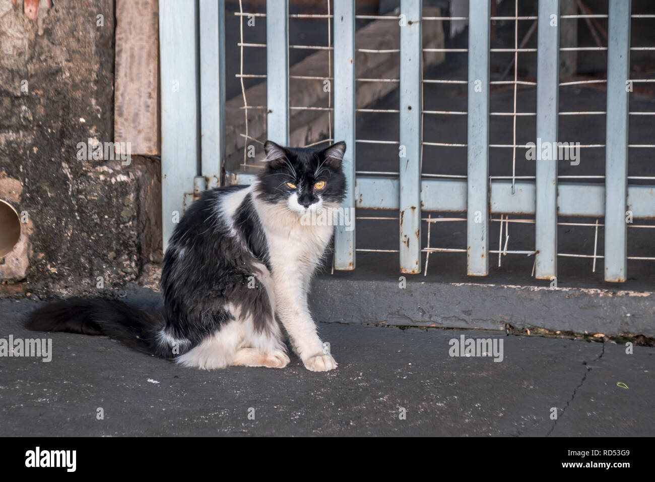 Gato branco fotografías e imágenes de alta resolución - Alamy