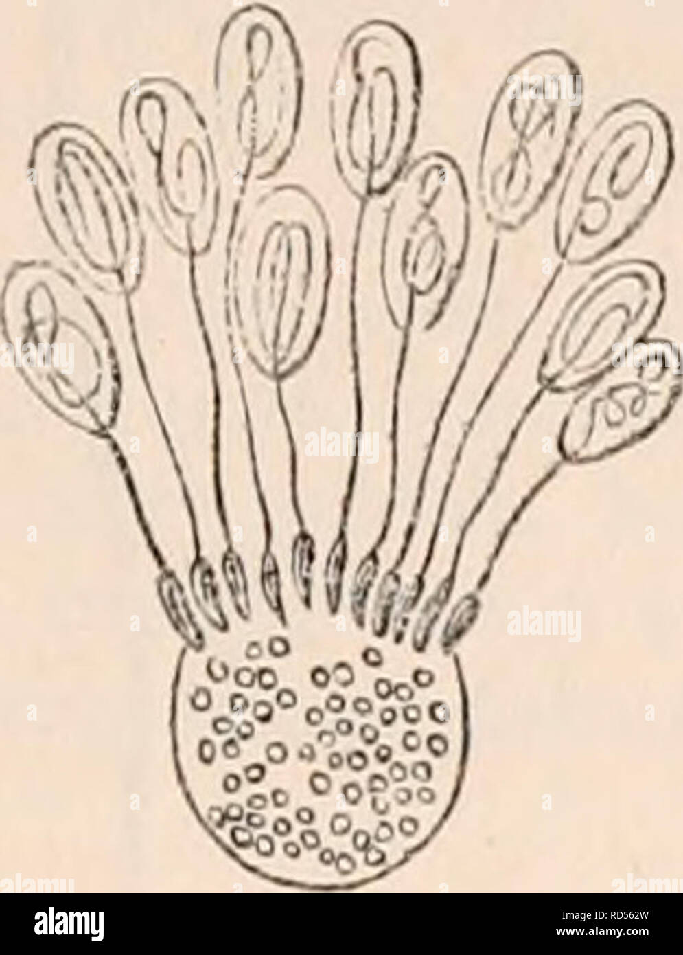 La cyclopaedia de anatomía y fisiología. Anatomía; fisiología; Zoología. El  semen. 487 fuertemente, debido a su forma, de un grupo de cles gradualmente  están producidos, que continuamente vorticellae (fig. 362.) aumento