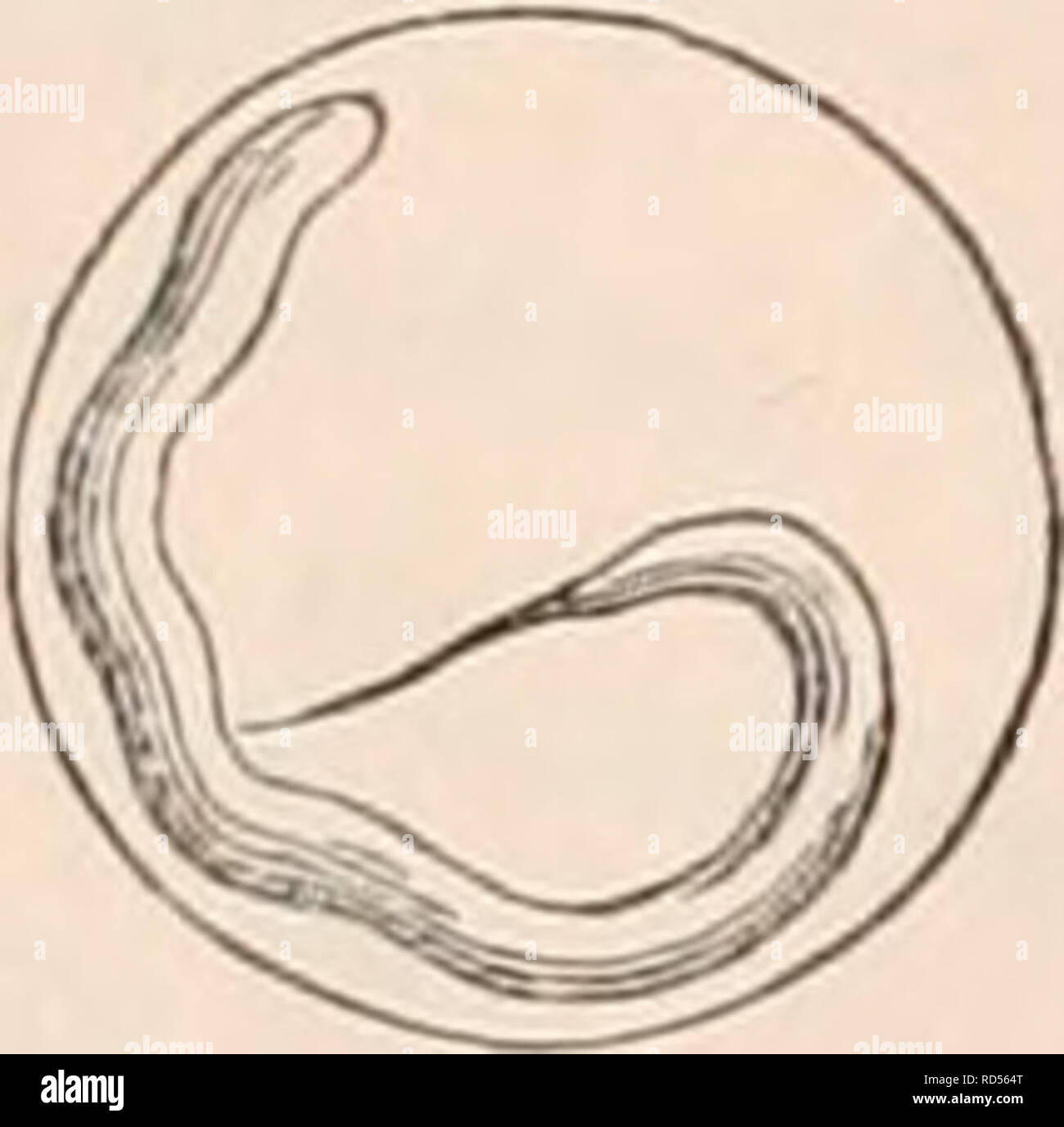 . La cyclopaedia de anatomía y fisiología. Anatomía; fisiología; Zoología. . Por favor tenga en cuenta que estas imágenes son extraídas de la página escaneada imágenes que podrían haber sido mejoradas digitalmente para mejorar la legibilidad, la coloración y el aspecto de estas ilustraciones pueden no parecerse perfectamente a la obra original. Todd, Robert Bentley, 1809-1860. Londres, Sherwood, Gilbert, y Piper Foto de stock