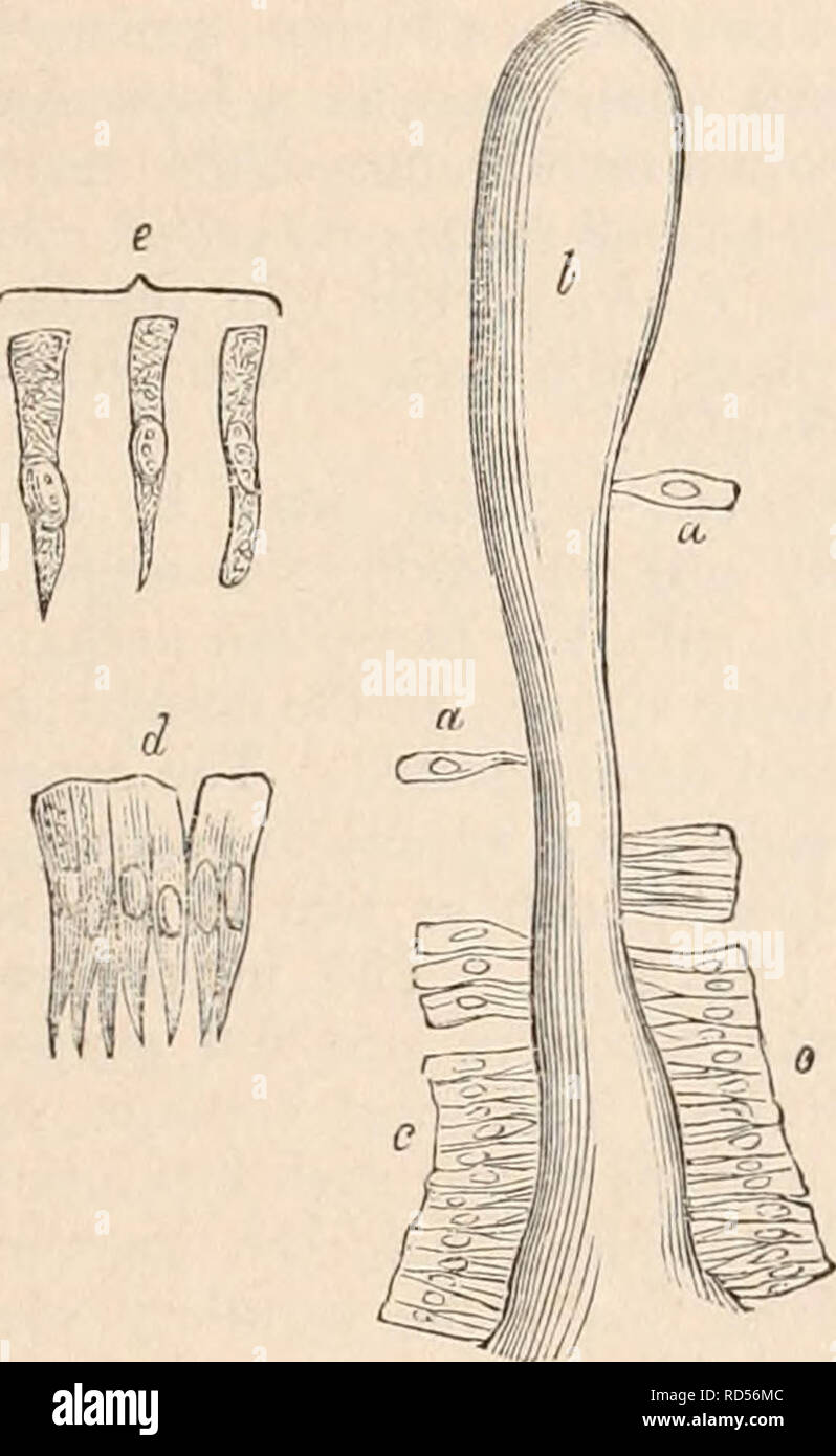 . La cyclopaedia de anatomía y fisiología. Anatomía; fisiología; Zoología. Membrana mucosa. 401 vellosidades intestinales), y sus lados tienden a asumir la dirección de radios desde un centro común. De ahí que a veces son incluso triangulares en esquema. Su opuesto o extremidad libre es mucho más gruesa, a menudo tan gruesa como parte abultados por el núcleo, y cerca de esta extremidad neigh- bouring partículas son generalmente muy íntimamente conectadas una a otra, a menudo haber la ap- pearance de ser mezclado en una masa única. El mejor ejemplo de esto se encuentra en las vellosidades del intestino delgado (calibre- 280). El contig Foto de stock