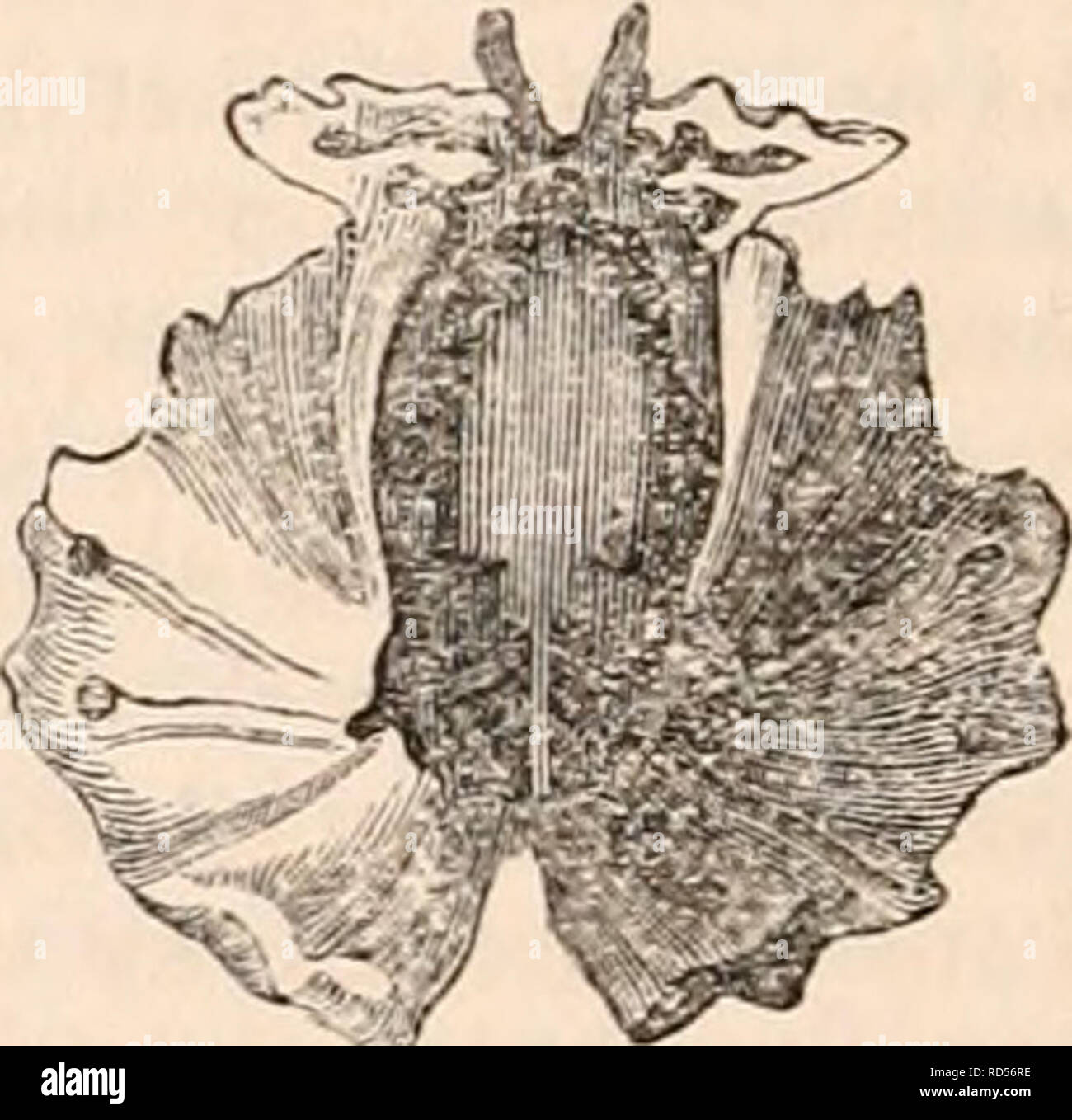 anatomía del ala de pájaro plegada