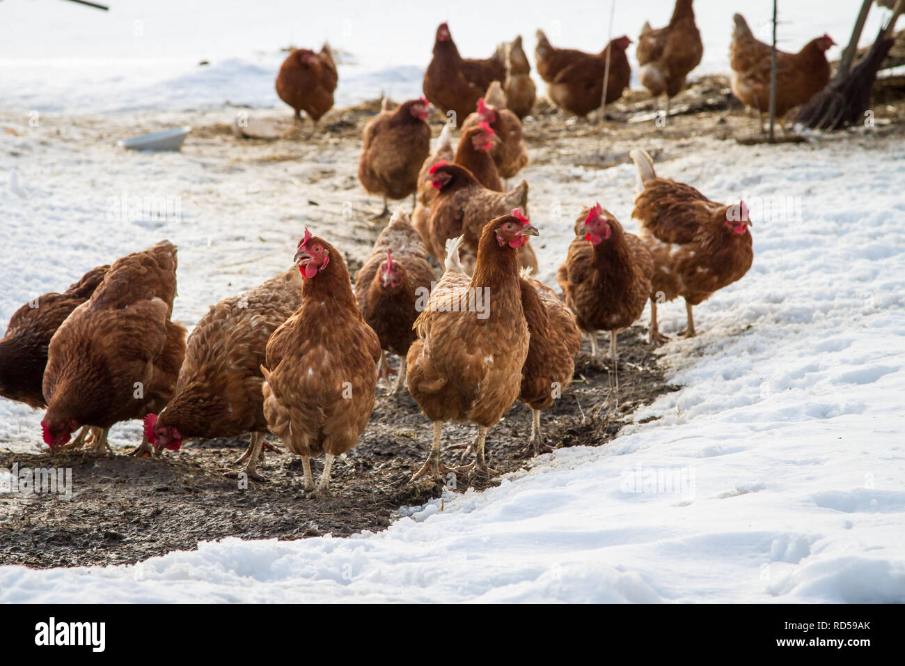 Las gallinas camperas [Gallus gallus domesticus] en un frío día de invierno, Chicken-run cubierto con nieve Foto de stock
