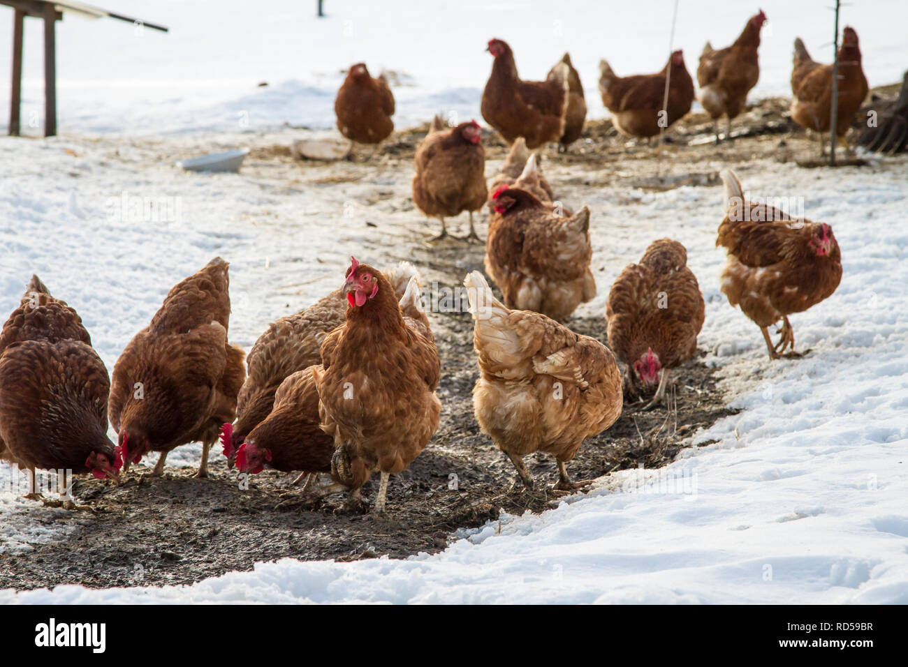 Las gallinas camperas [Gallus gallus domesticus] en un frío día de invierno, Chicken-run cubierto con nieve Foto de stock