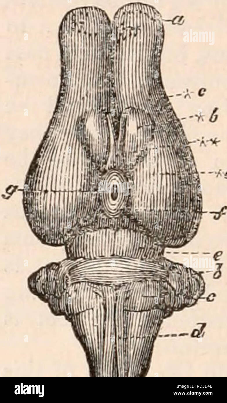 . La cyclopaedia de anatomía y fisiología. Anatomía; fisiología; Zoología. Fig. 116. ,--Fs. -3, Bi'di/i uf Macroptts mnjur. danos, los cerebros de los herbívoros pials Marsu- son más complicados que los de cualquiera de los mamíferos roedores. El cerebelo presenta el habitual cierre-set, sub-paralelo, trans- verso circunvoluciones: es notable por el gran tamaño proporcional de la mediana o vermi- forma lóbulo, en comparación con los lóbulos laterales, especialmente en los insectívoros y carnívoros marsupiales, donde esta condición está asociada con una disminución correspondiente de sus com- o banda missural Foto de stock