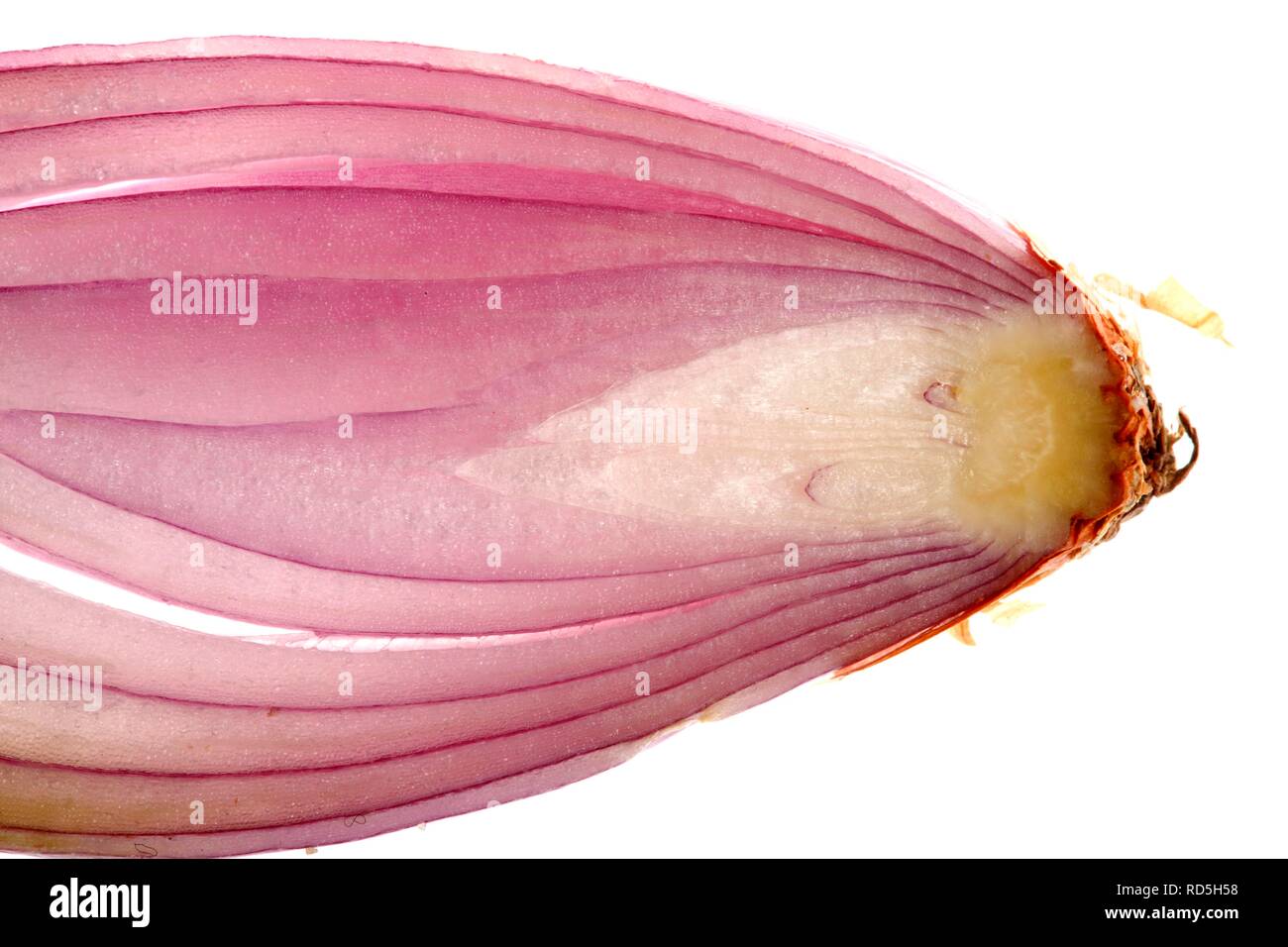 La chalota (Allium ascalonicum), cortada en rodajas, macro Foto de stock