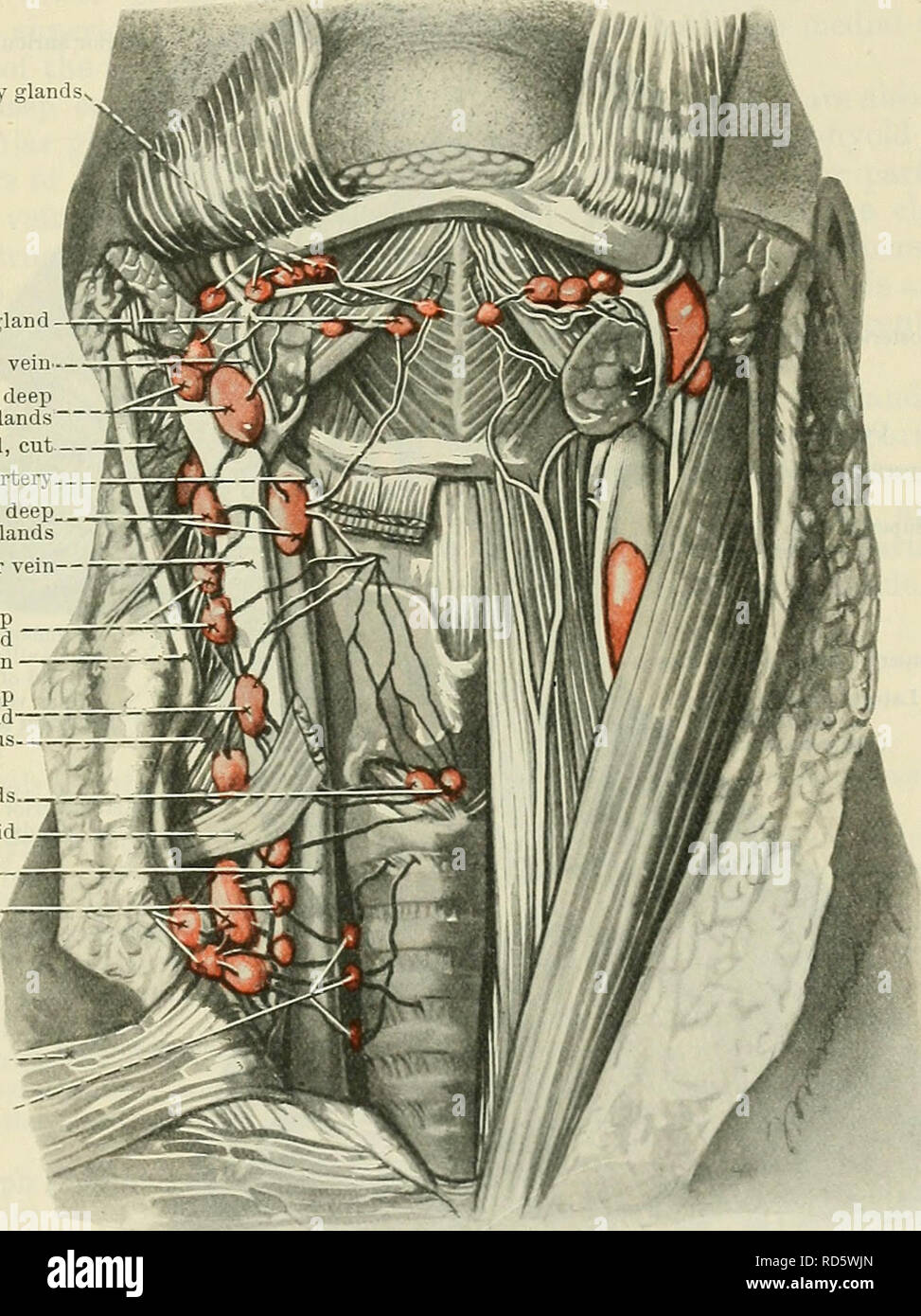 Anatomiadelgangliolinfatico 0313