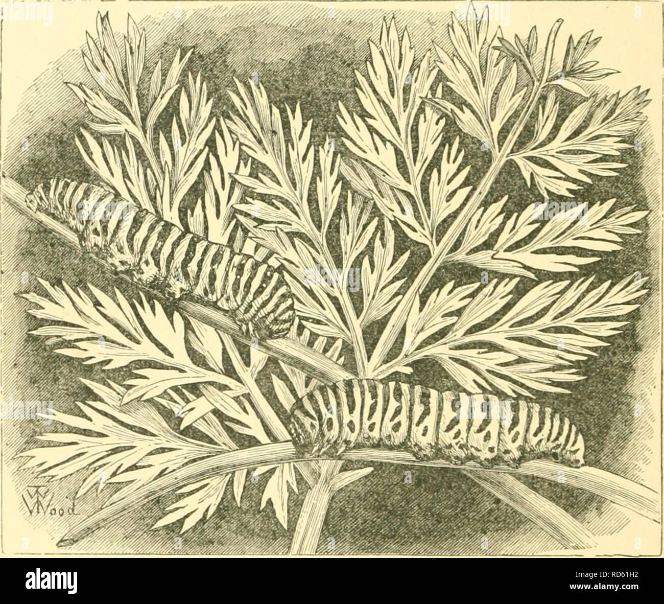 Curiosidades De La Entomología Los Insectos 54