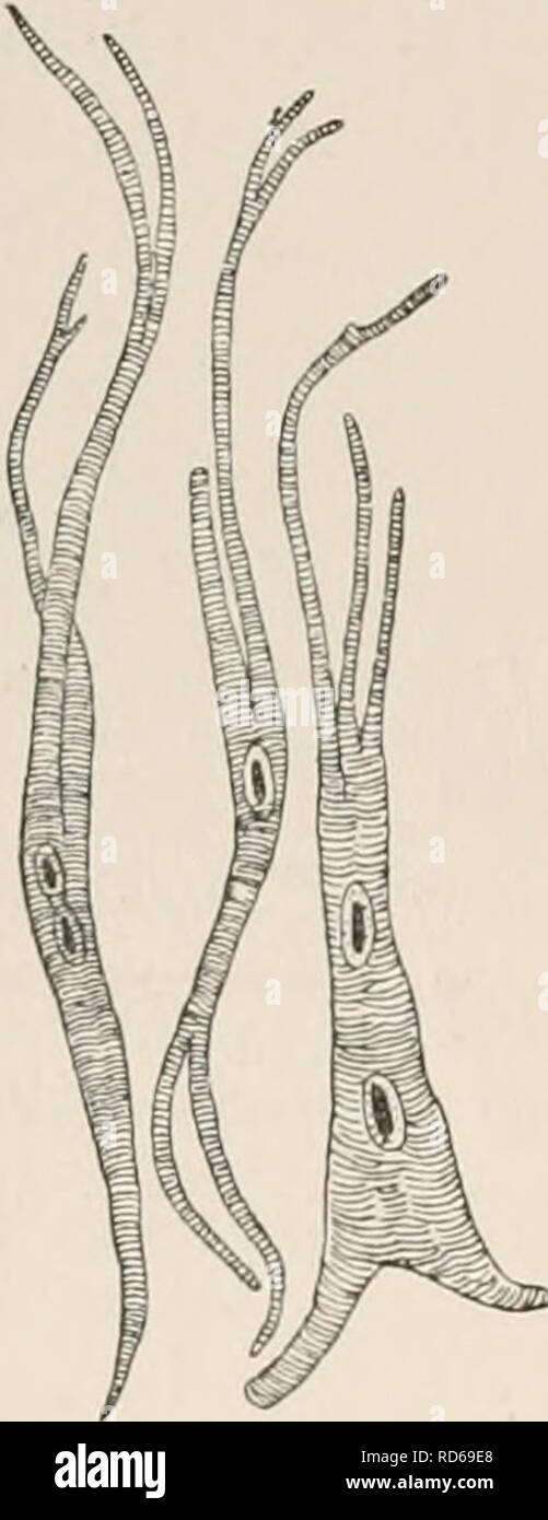 Fisiología general; un esbozo de la ciencia de la vida . Fig.  135.-Histolysis de fibras musculares en la cola de la larva de la^rana.  (Después Looss.) El isotrópico y el anisotrópico sustancias