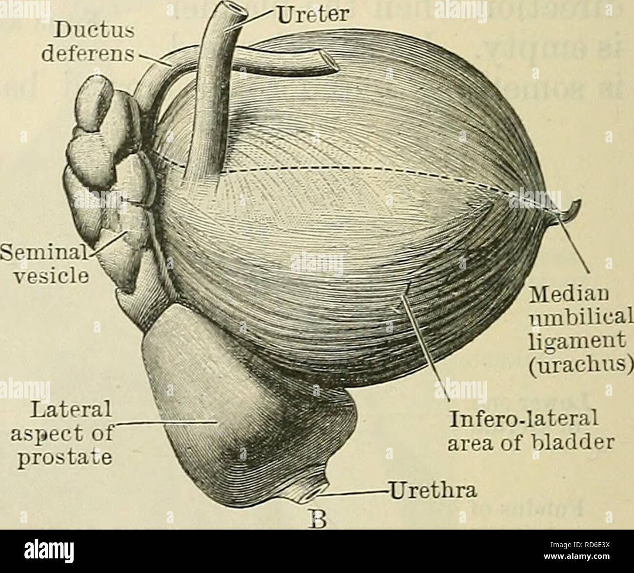 Cunningham de libro de texto de anatomía. Anatomía. En la uretra. Lateral  de la próstata asjiect infero-lateral zona de vejiga •Uretra Fig. 1013.-La  vejiga, la próstata y la vesícula seminal vistos