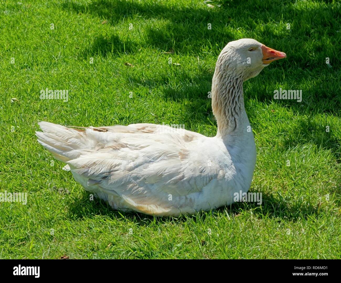 American buff goose fotografías e imágenes de alta resolución - Alamy