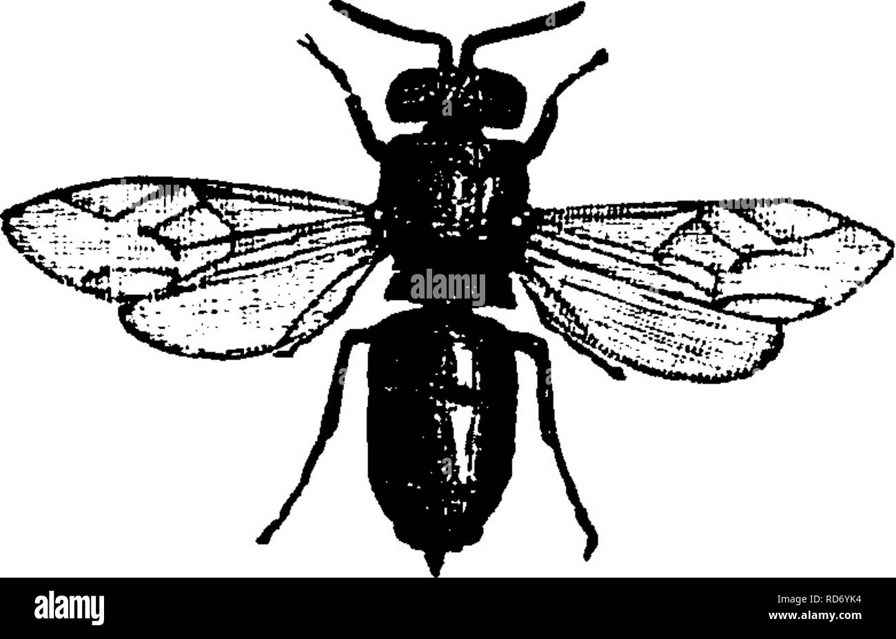 Un manual para el estudio de los insectos. Los insectos. Fig.  762.-PclccinusJ\u0026GT;olyici\u0026GT;ador^ femaie. Se sabe acerca de los hábitos de  esta especie, pero es sup- plantean para ser parasitarias, como la