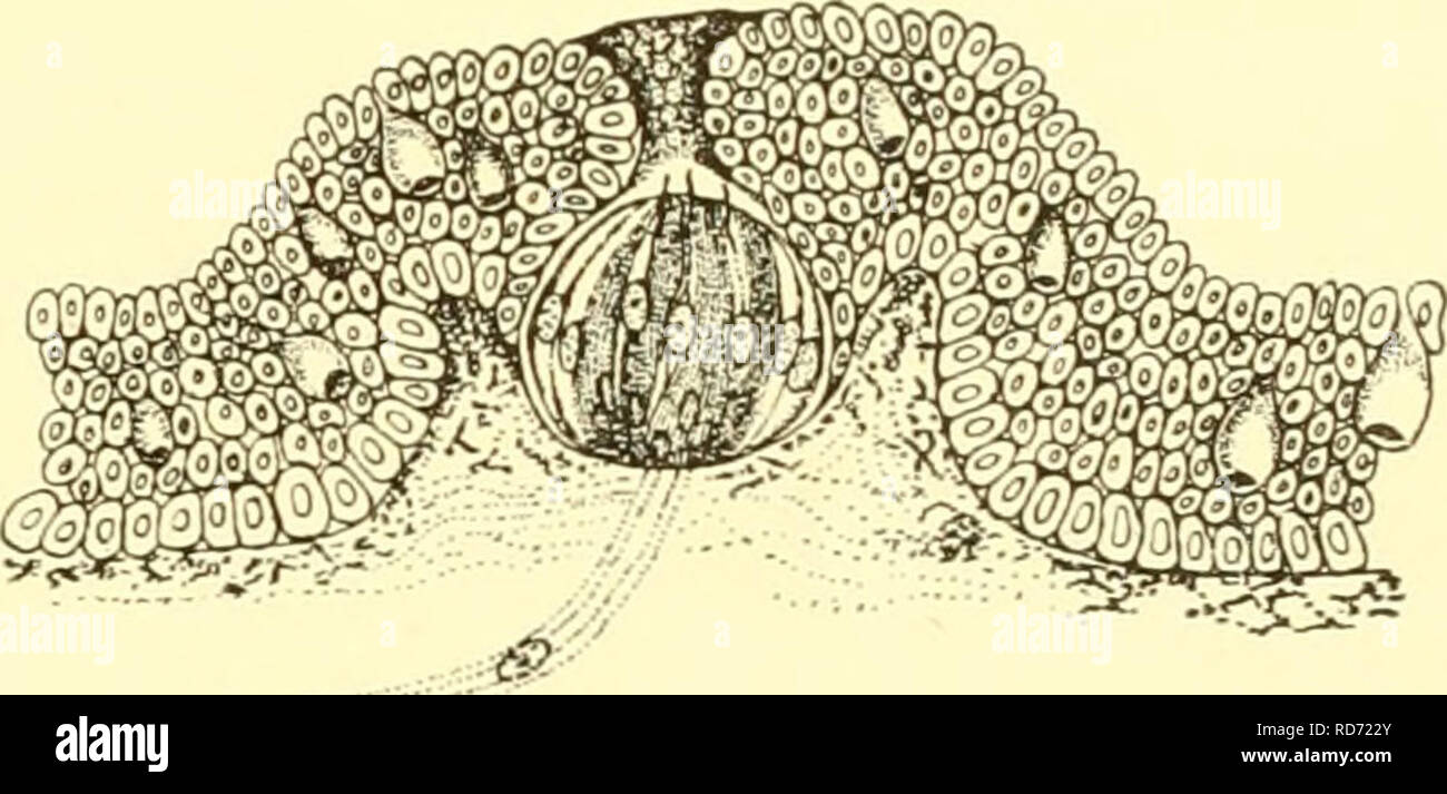 . Los elasmobranquios. Chondrichthyes. Fig. 249. Eeceptor células y