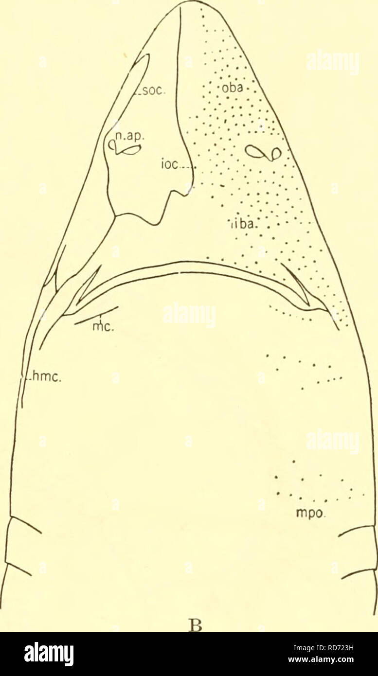 . Los elasmobranquios. Chondrichthyes. Fig. 241. Canales sensoriales y de ampullae Lorenzini