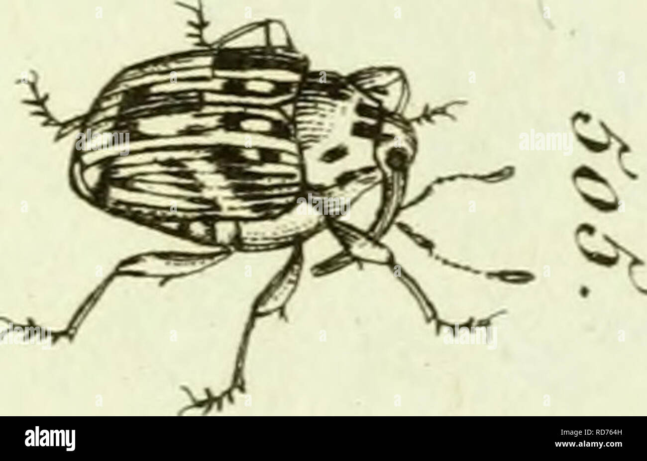 Curculionidae Curculionidae R Iv Si C K O 3 Por Favor Tenga En Cuenta Que Estas Imagenes Son Extraidas De La Pagina Escaneada Imagenes