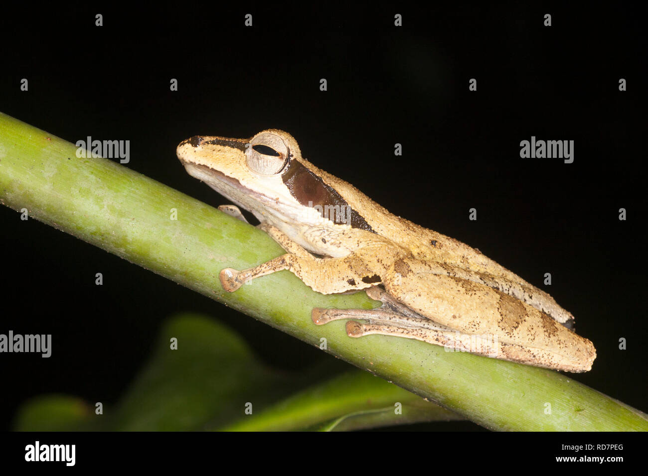 Dark orejudo Tree Frog (Polypedates macrotis) en la selva de noche Foto de stock