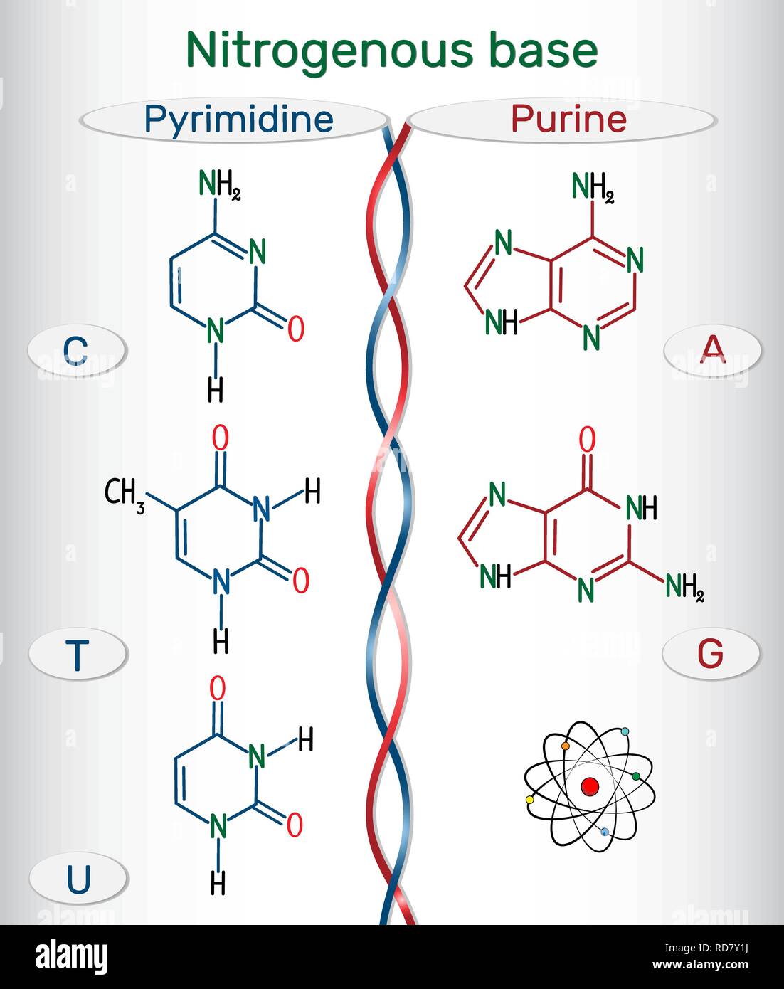 Fórmulas estructurales químicas de purina y pyrimidine bases nitrogenadas:  adenina (A, Ade), guanina (G, Gua) , timina (T, Tu), uracil (U), citosina  Imagen Vector de stock - Alamy