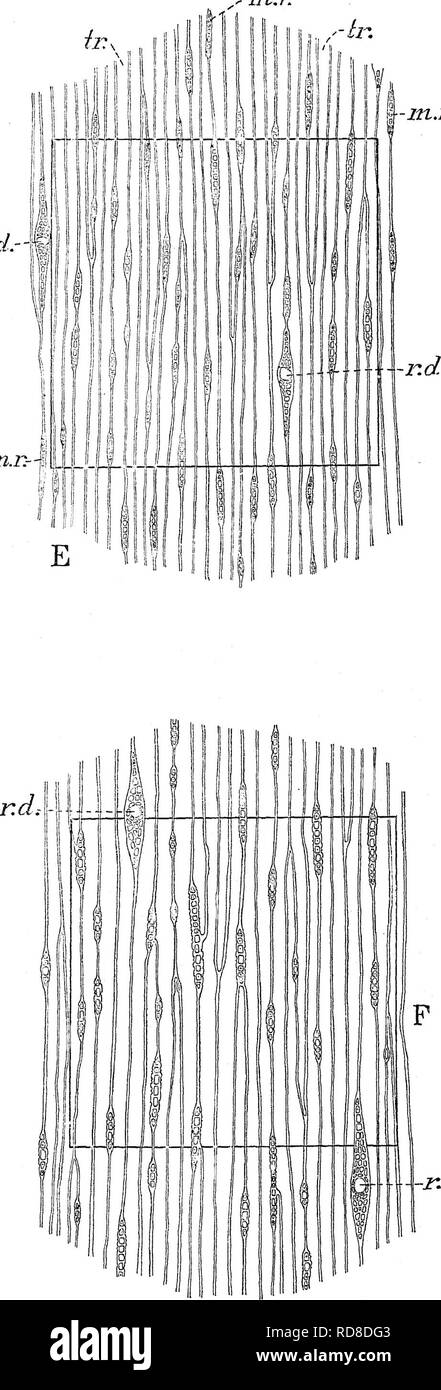 Informe Sobre Las Investigaciones Forestales De La U S Departamento De Agricultura 1877 18 Los Bosques Y La Silvicultura M N F Premio Itij A A A A A A R D M N B P C Nd Secciones Tangenciales De