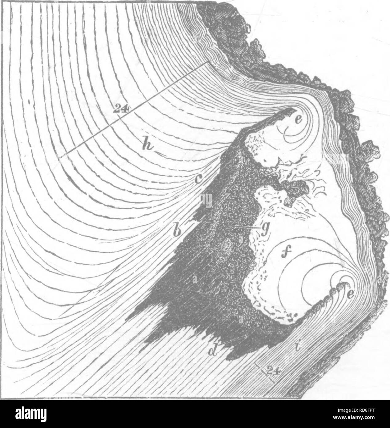 Madera y algunas de sus enfermedades. Madera; árboles. IX.] cicatrización  de heridas por oclusión. 221 árboles. Todos sus tejidos secos, y su corteza,  el cambium, &c., son rápidamente destruidos por hongos