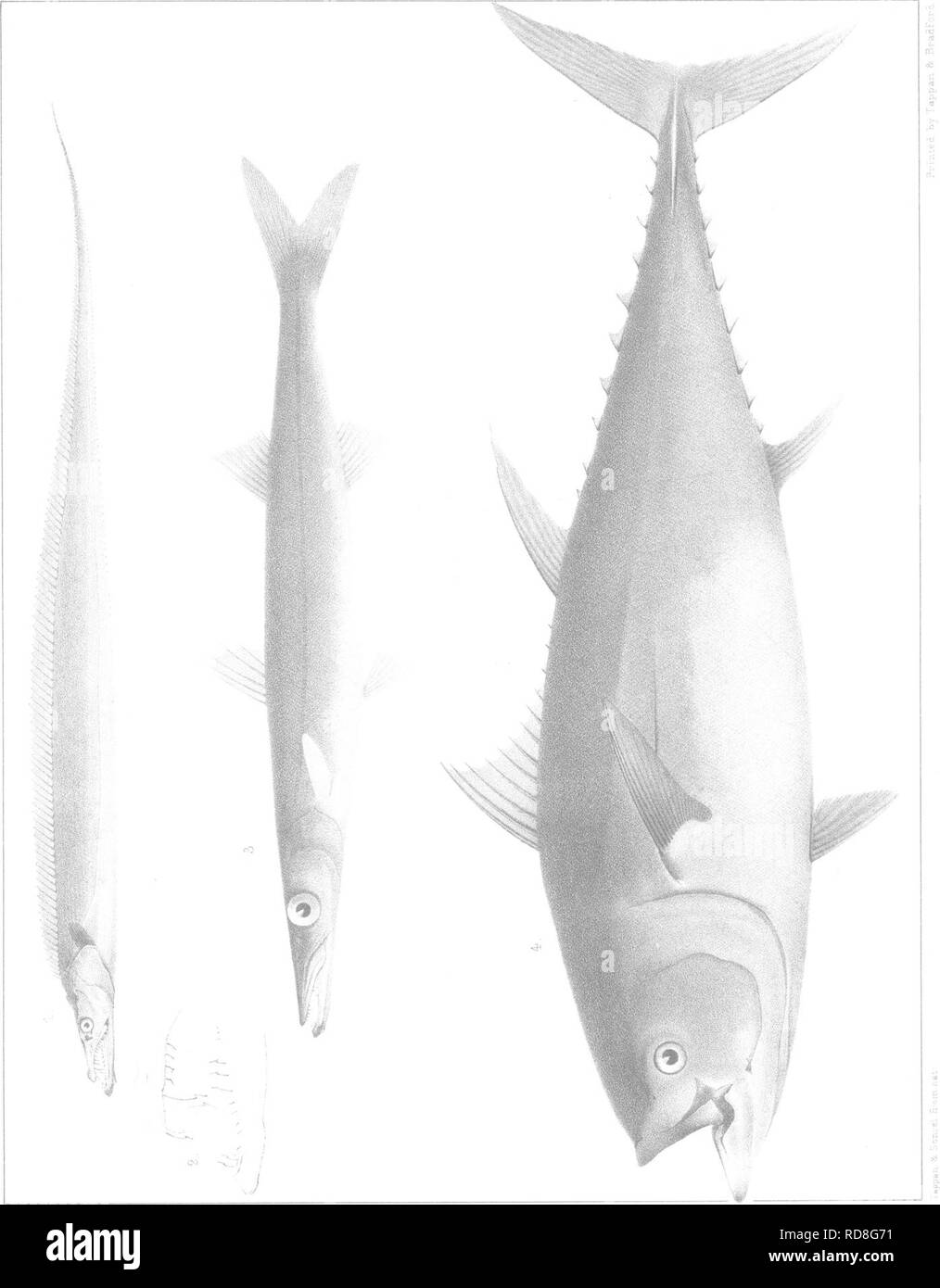 Una Historia De Los Peces De Massachusetts Los Peces Co Pln 3 6 Cm Fh O H Uj M C Ob 01 Co P Tfl H K L Lt Y H