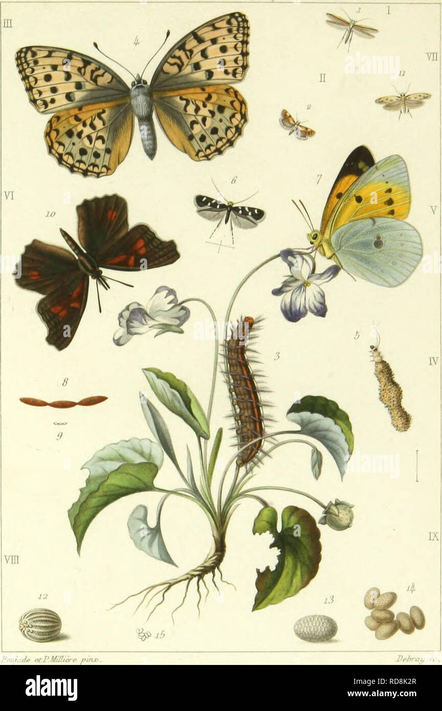Leipidopteirologie Los Lepidopteros Des Annauis Soences Naturku Es De Cannes J N J Lt Annbe1879 P1 Vi Pnijajf A El Uilli I I F Argentihmhell Ohopkora 11 I A Liu Ii 2 C T R Iira Ana Kylis D I Uill Pcye N M