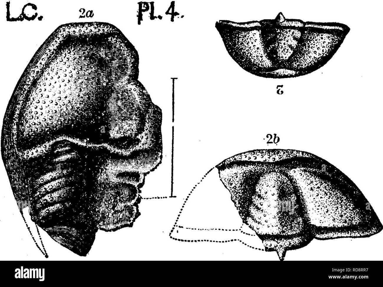 . Un diccionario de los fósiles de Pensilvania y los estados vecinos mencionados en los informes y catálogos de la encuesta ... La Paleontología. CONO. 142 thorax, ampliado dos veces.)-Oriente Cambrian {San Juan) forma- ción. New Brunswick. (Véase Hartt, 1868, en Dawson's acadio Geología, 2ª ed., pág. 645.)-si. C (Walcott, 1888). Conocoryphe elegans. {Conocephalites elegans). Wal- .cott, Boletín U. S. G. S. Nº 10, página 33, la placa 4, fig. 2,2 5, jefes, tanto de tamaño natural; fig. 2^ lado de cabeza, columna vertebral, tioice mejilla con el tamaño natural. (Fig. 2^ puede, sin embargo, pertenecer a Conocoryphe matthewi, ser el próximo- bajo. Foto de stock