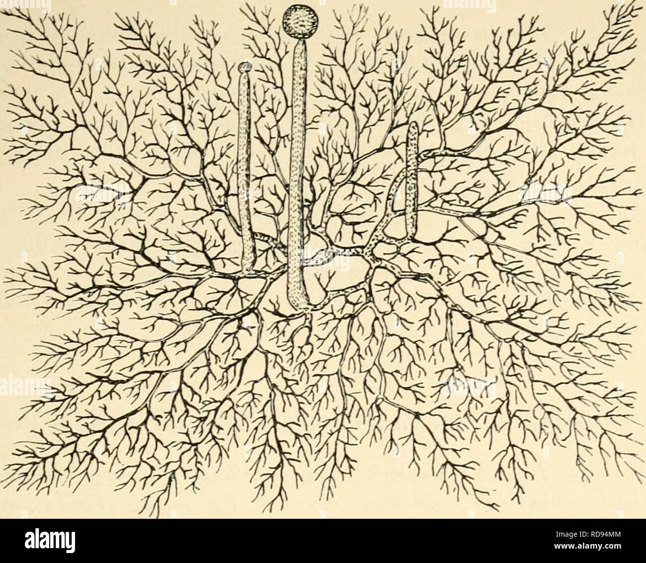 . En die Einfhrung Agrikulturmykolgie. Microbiología del suelo; los hongos del suelo. Der Kreislauf des Stickstoffs. 31. Fig. 20. Mucor Macedo L., aus einer espora, einzelliges hervorgegangenes Mycel mit drei Sporangientiägern en verschiedenen Alterszuständen (schwach vergr.). Nach Kny. Aus F. von Tavel "Vergleichende Morphologie der Pilze".. Por favor tenga en cuenta que estas imágenes son extraídas de la página escaneada imágenes que podrían haber sido mejoradas digitalmente para mejorar la legibilidad, la coloración y el aspecto de estas ilustraciones pueden no parecerse perfectamente a la obra original. Kossowicz, Alexander, 1874-1917. Berlin : Herm Foto de stock