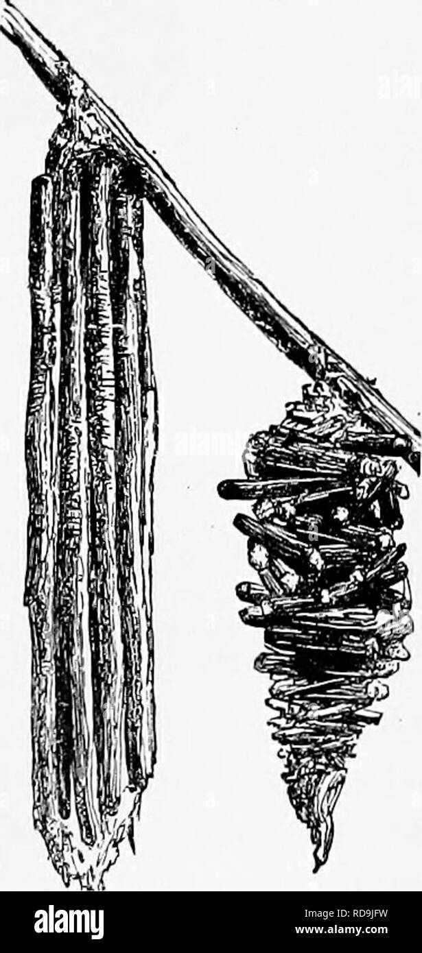 . Zoología para estudiantes y lectores en general . La zoología. Fiff