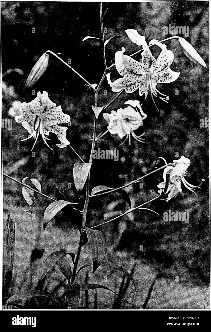 Lilium speciosum Imágenes de stock en blanco y negro - Alamy