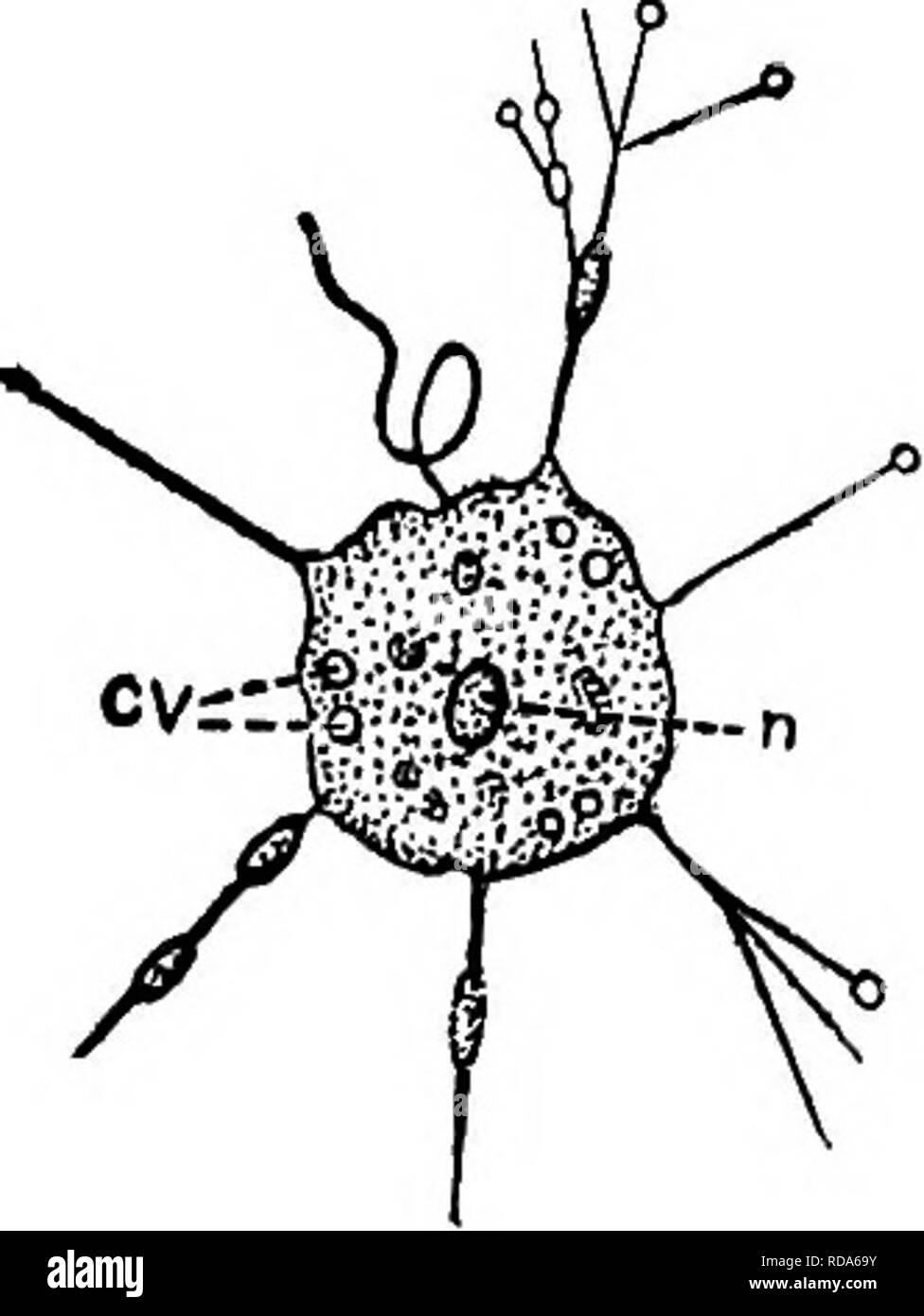 . Biología de agua dulce. Biología de agua dulce. Protozoos flagelados (MASTIGOPHORA) 243 cristal puede ser compatible y el protozoario, si bajo la presión correcta, entonces puede girarse para el estudio de diversos aspectos. Clave de AGUA DULCE DE AMÉRICA DEL NORTE MASTIGOPHORA 1 (131) flagelado formularios con características animales, predominando. Clase Zoomastigophora . 2 Confessedly una mala definición, pero no puede ser mejor. El principiante será a menudo en duda v/esté formularios bajo consideración son flagelado animales (Mastigophora) o flagel- lacionadas con plantas (algas unicelulares) o, con menos frecuencia etapas flagelado Foto de stock