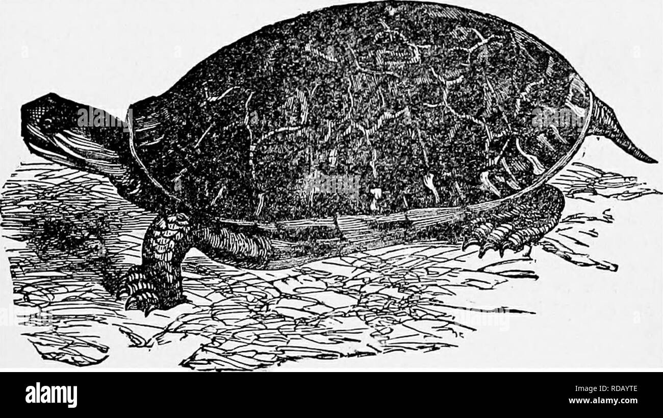 . La popular historia natural . La zoología. La tortuga carey. 419 dura, pero a menudo de consistencia blanda, y sus grandes pies con los dedos palmeados en la medida de las garras. La tortuga de pollo se encuentra en América del Norte. Es muy común en los estanques, lalces, o motivos pantanoso, y aunque son muy abundantes, y de ningún modo rápido en sus movimientos, no es fácilmente cogido, debido a su extrema cautela. La tortuga de pollo nada bien, pero no rápidamente, y a medida que pasa junto' con su cabeza y cuello elevado por encima de la superficie, lo que parece como el agua oscura-serpiente del mismo país, a un poco de distancia me Foto de stock