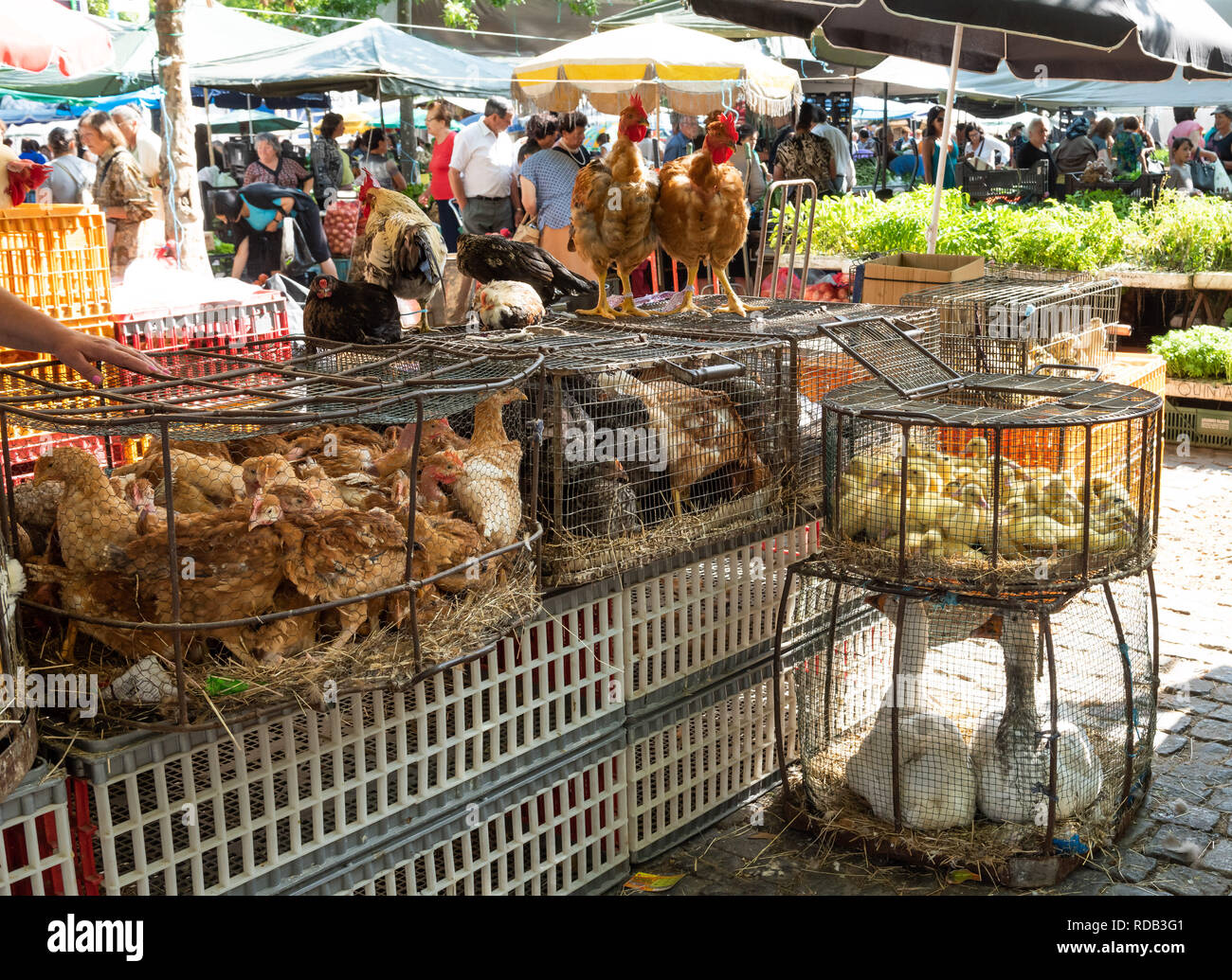 Pollo vivo en una escena del mercado en Braga, Portugal, en verano  Fotografía de stock - Alamy