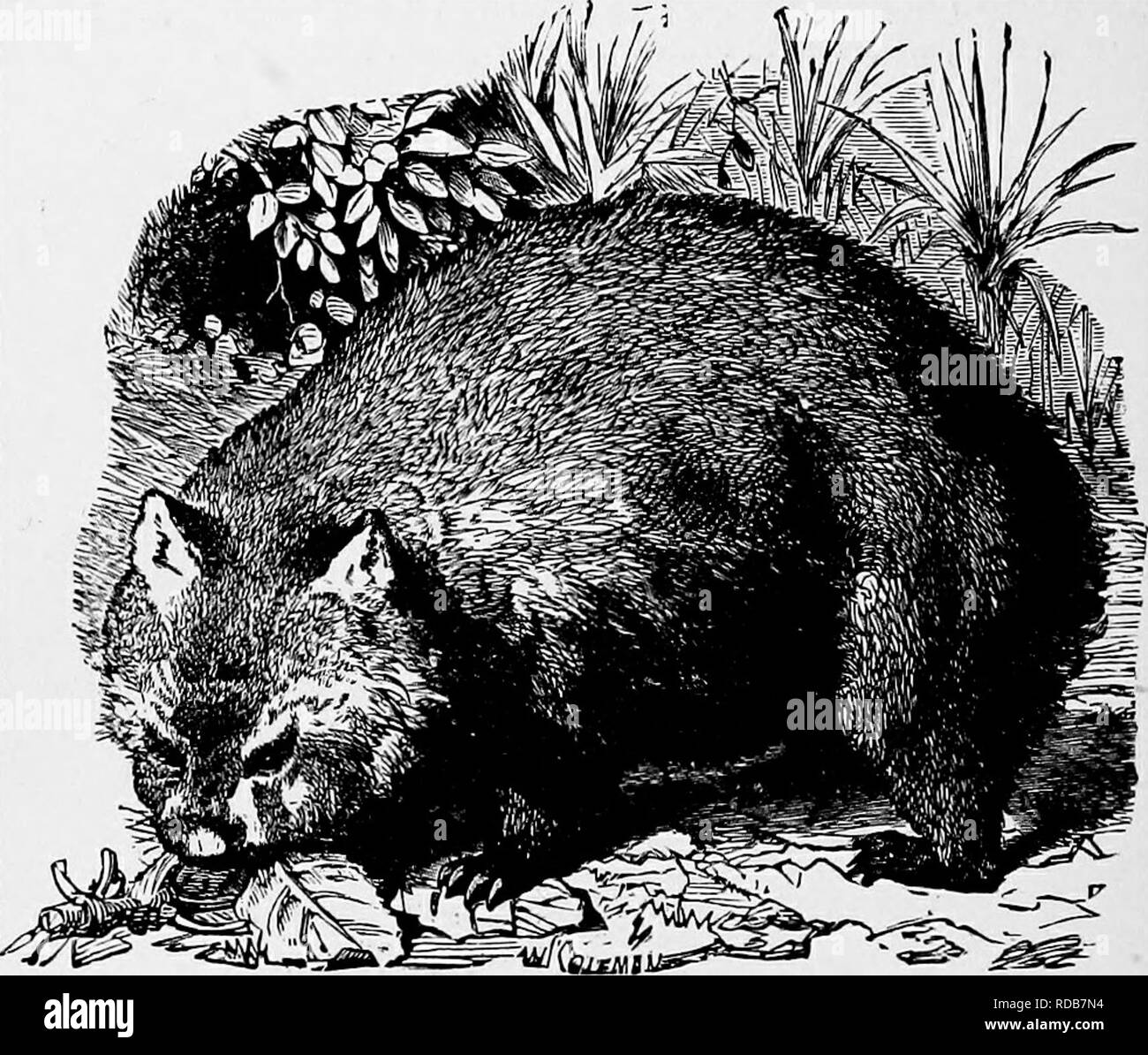 . La popular historia natural . La zoología. Ii6 el wombat. El Wombat, tejón o australianas, como popularmente se le llama a los colonos, es tan singularmente a diferencia de los precedentes y subsecuentes a los animales en su aspecto y hábitos, que bien podría suponerse que pertenecen a muy distintos. Como podría ser imaginado desde su cuerpo pesado y patas cortas, el wombat no es un animal activo, pero camina junto a su propio ritmo, con un fuerte rolling waddle o cojear, como el andar de un oso muy gordo. Se encuentra en casi todas partes de Australia. El pelaje de los Wombat es cálido, largas y muy duras para Foto de stock