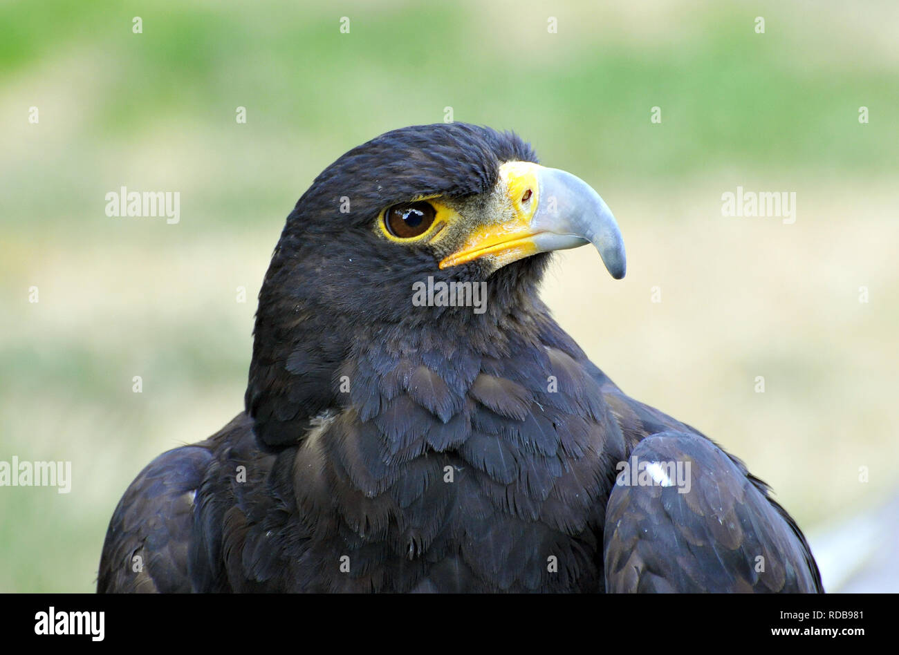 El águila De Verreaux Aguila Negra Kaffersas Kaffernadler - 