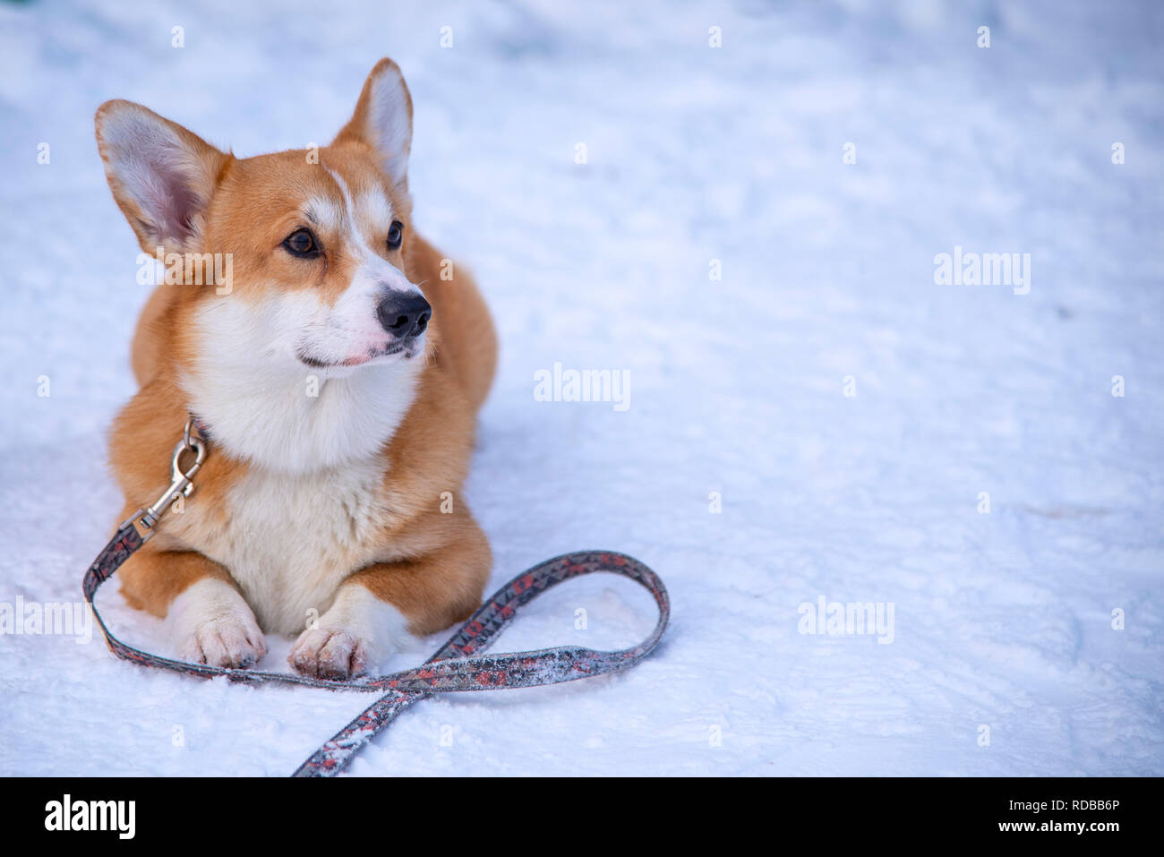 Cute Welsh Corgi mentiras sobre la nieve en invierno Foto de stock