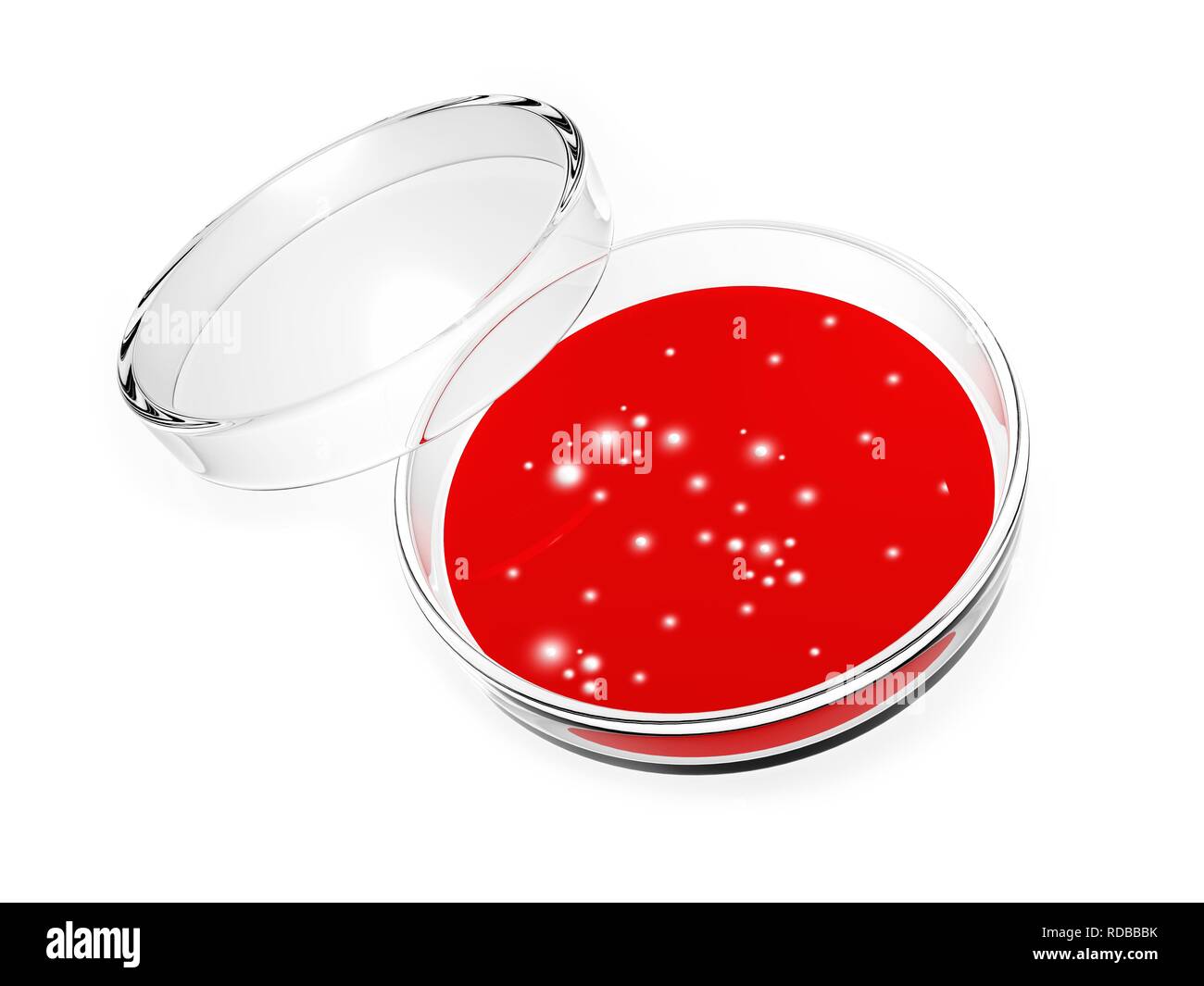 Fotografía de la placa de Petri culturas crecientes colonias mixtas de la  bacteria Escherichia coli (mayor, rosa) y Proteus vulgaris (pequeños,  marrón). Bajo ninguna Fotografía de stock - Alamy