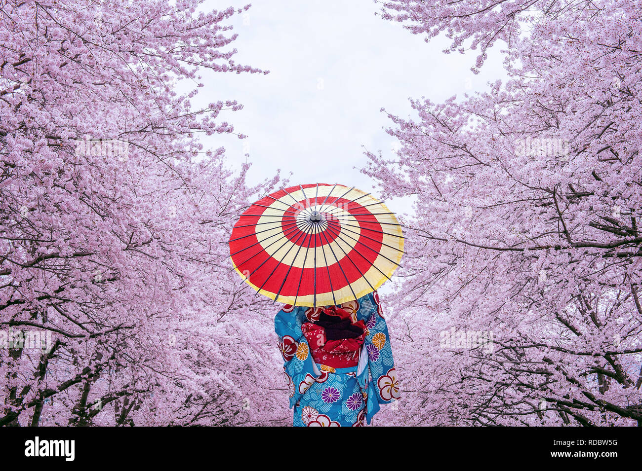 Mujer Asiática vistiendo kimono tradicional japonés y los cerezos