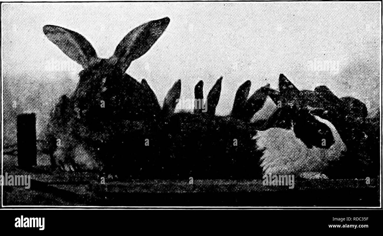 La Espalda De Un Conejo Fotos e Imágenes de stock - Página 10 - Alamy
